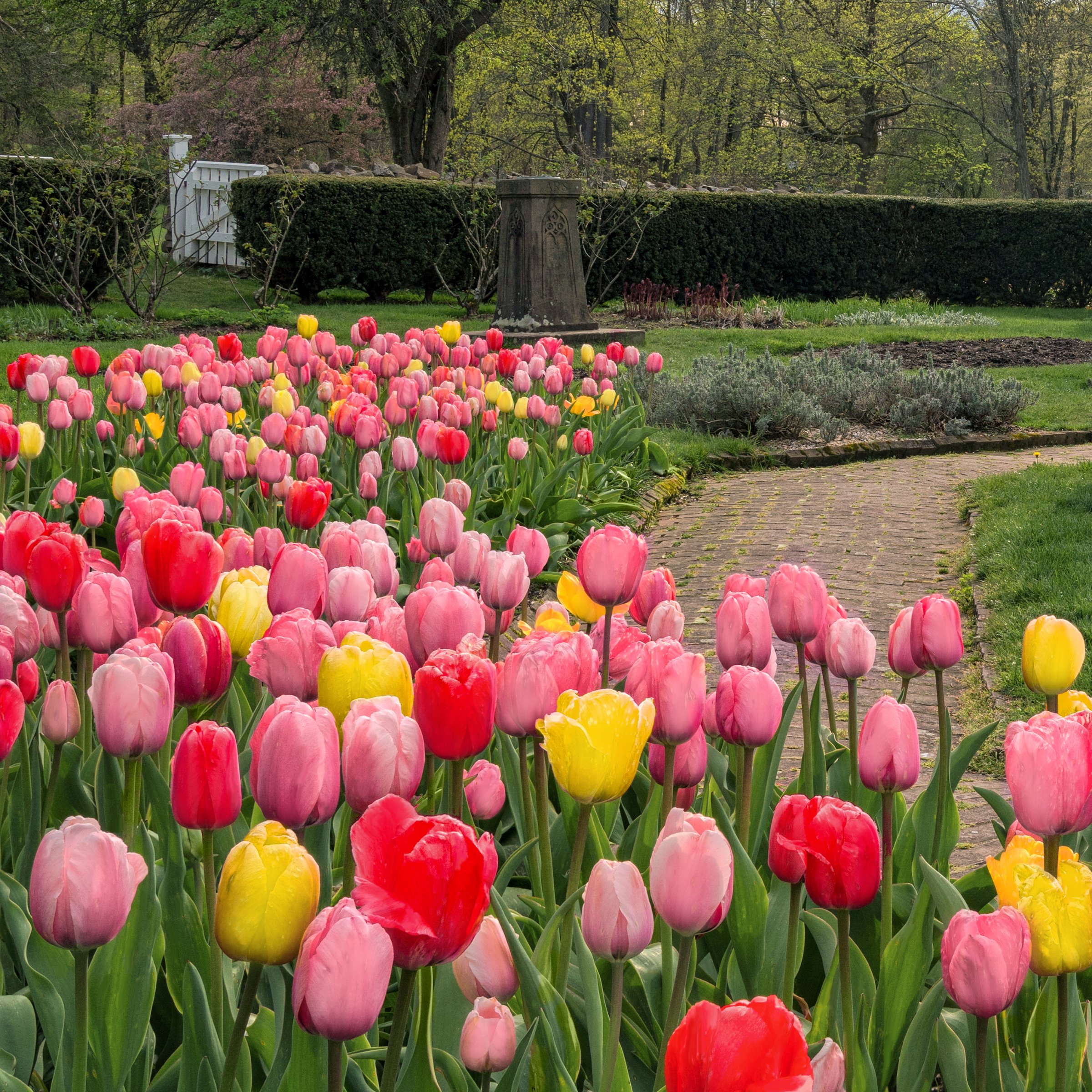 National Plant Network LW3151A Plant-Bulbs - View #5