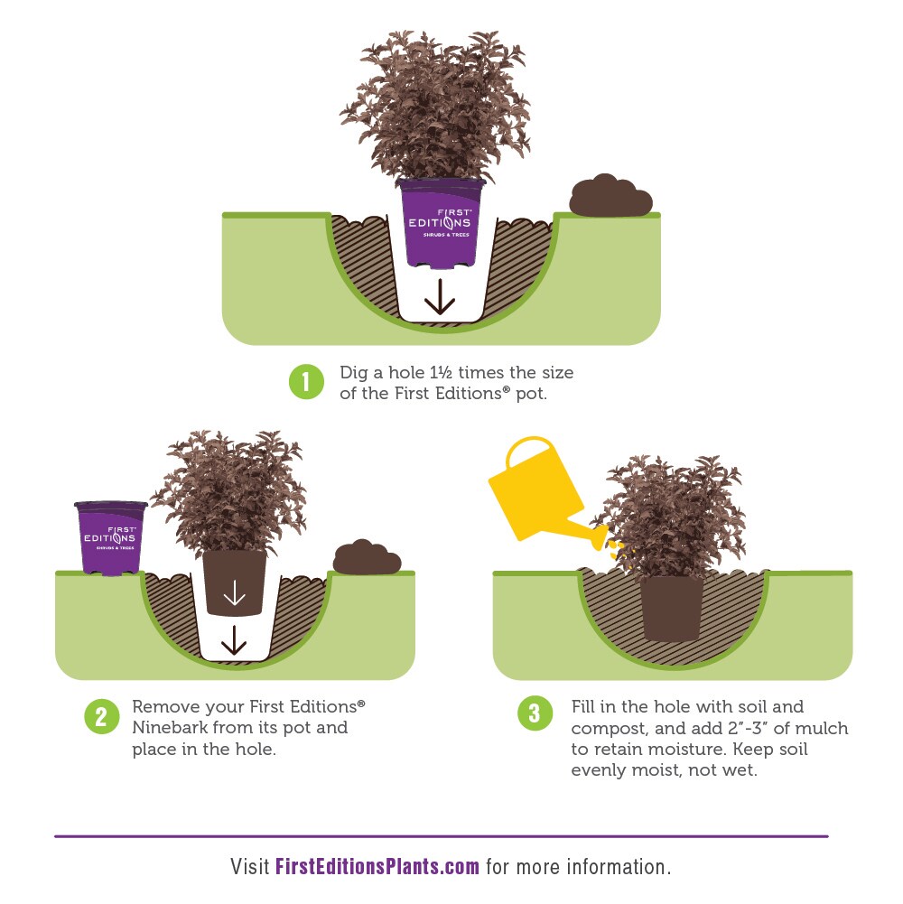 Lowe's NURSERY shrubs - View #5