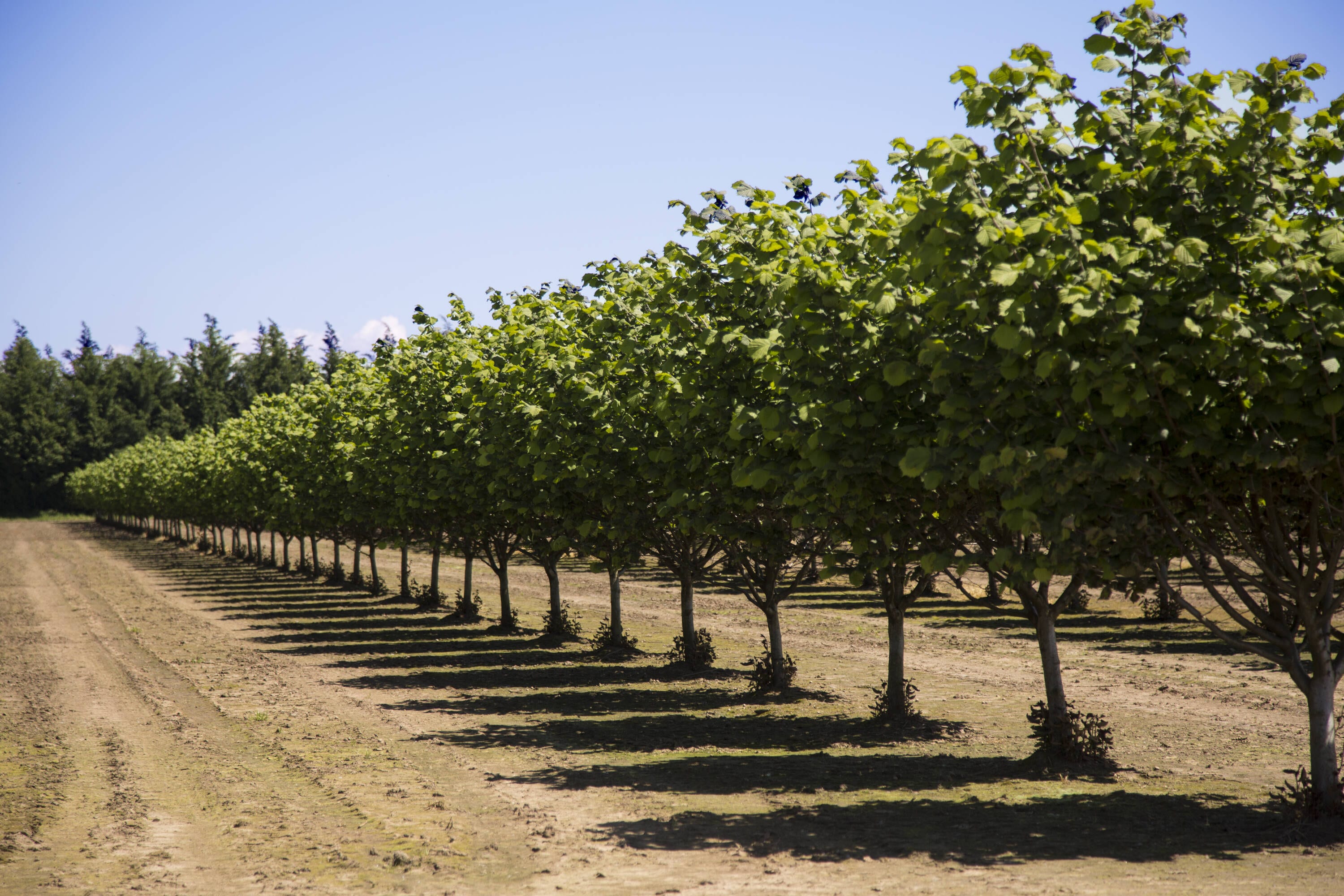 Online Orchards NTHZ004 Fruit-Plants - View #3