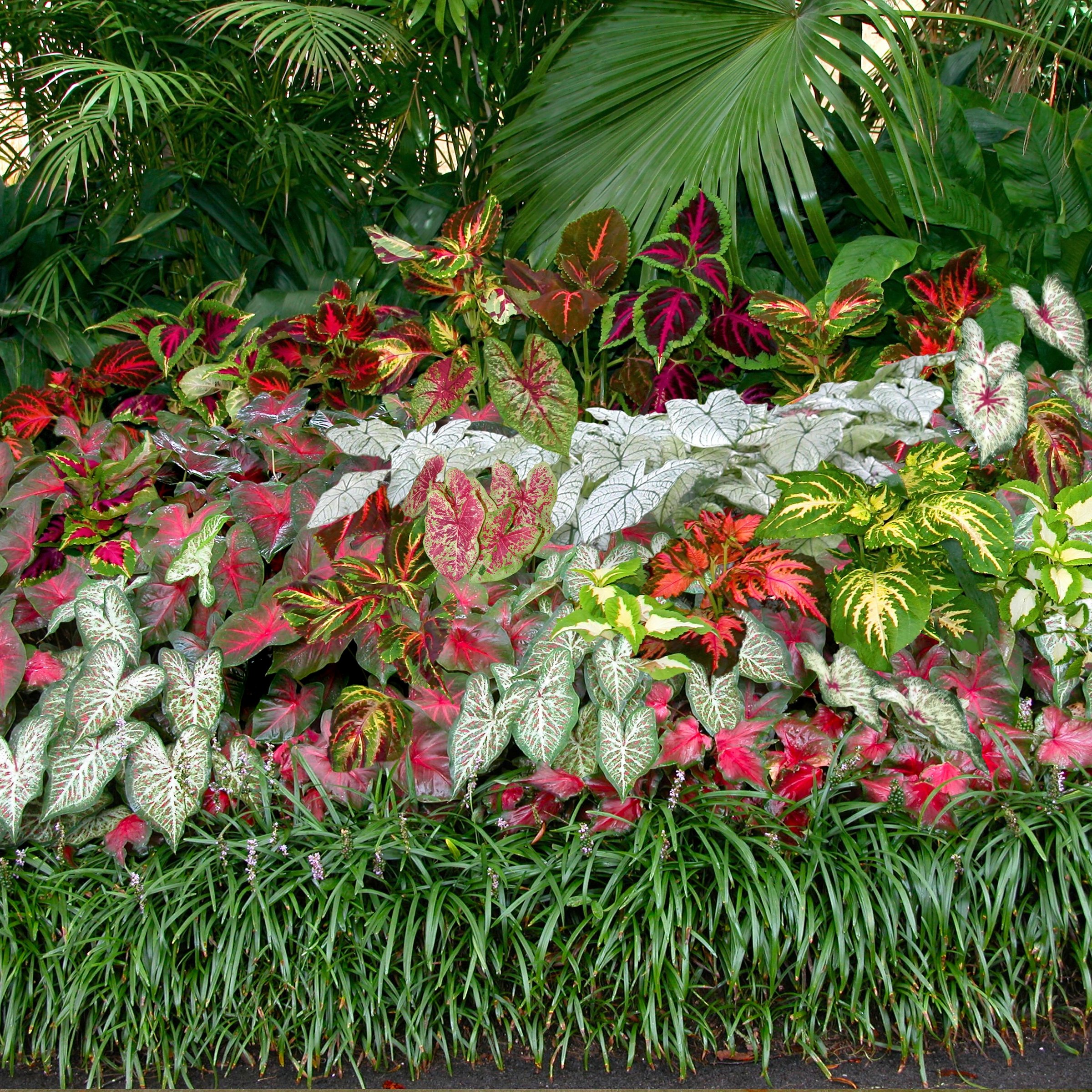 National Plant Network LW3469 Plant-Bulbs - View #8