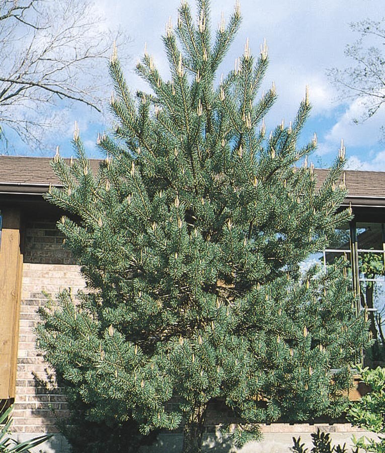 NURSERY 10.25-Gallon No Flowers Shade Tree Scotch Pine