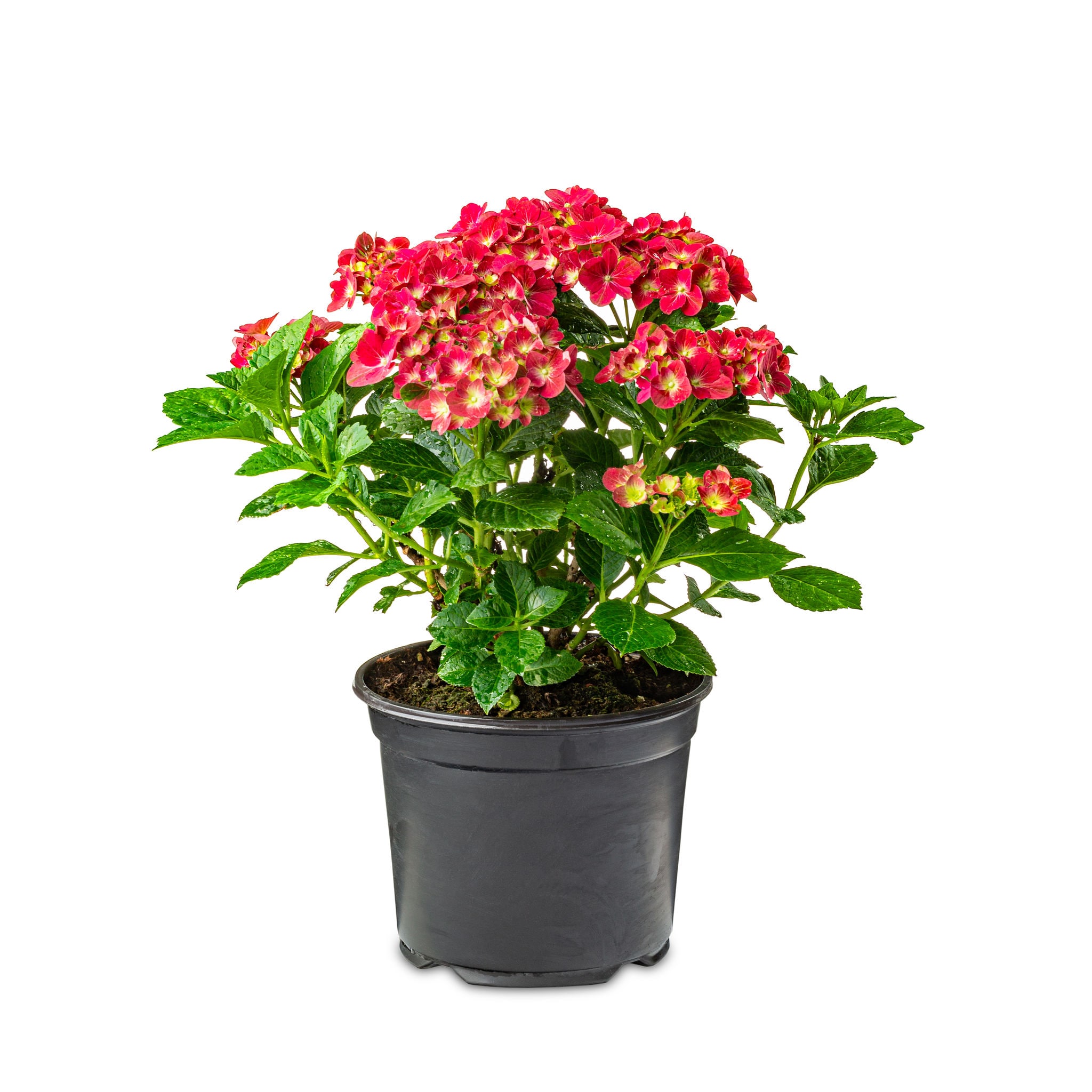  2205 shrubs - View #5