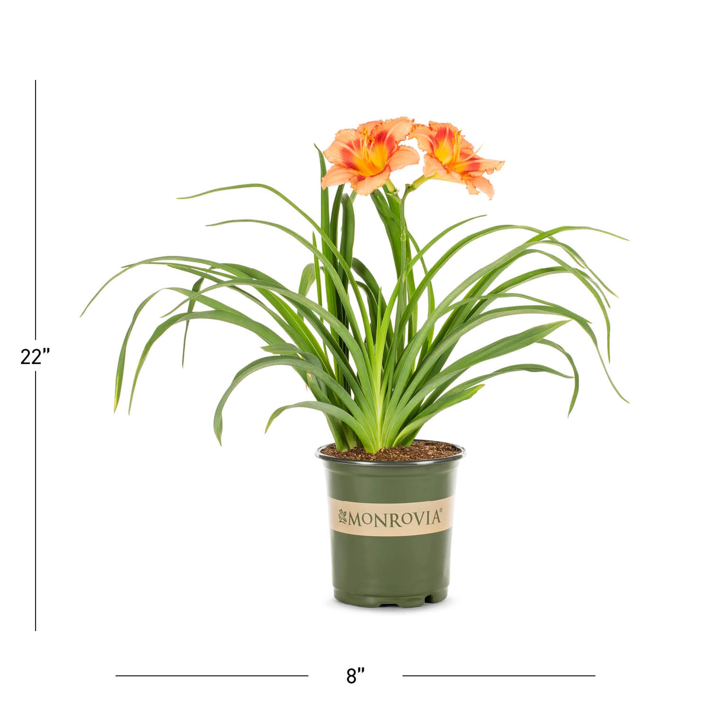 Monrovia 78637 perennials - View #3
