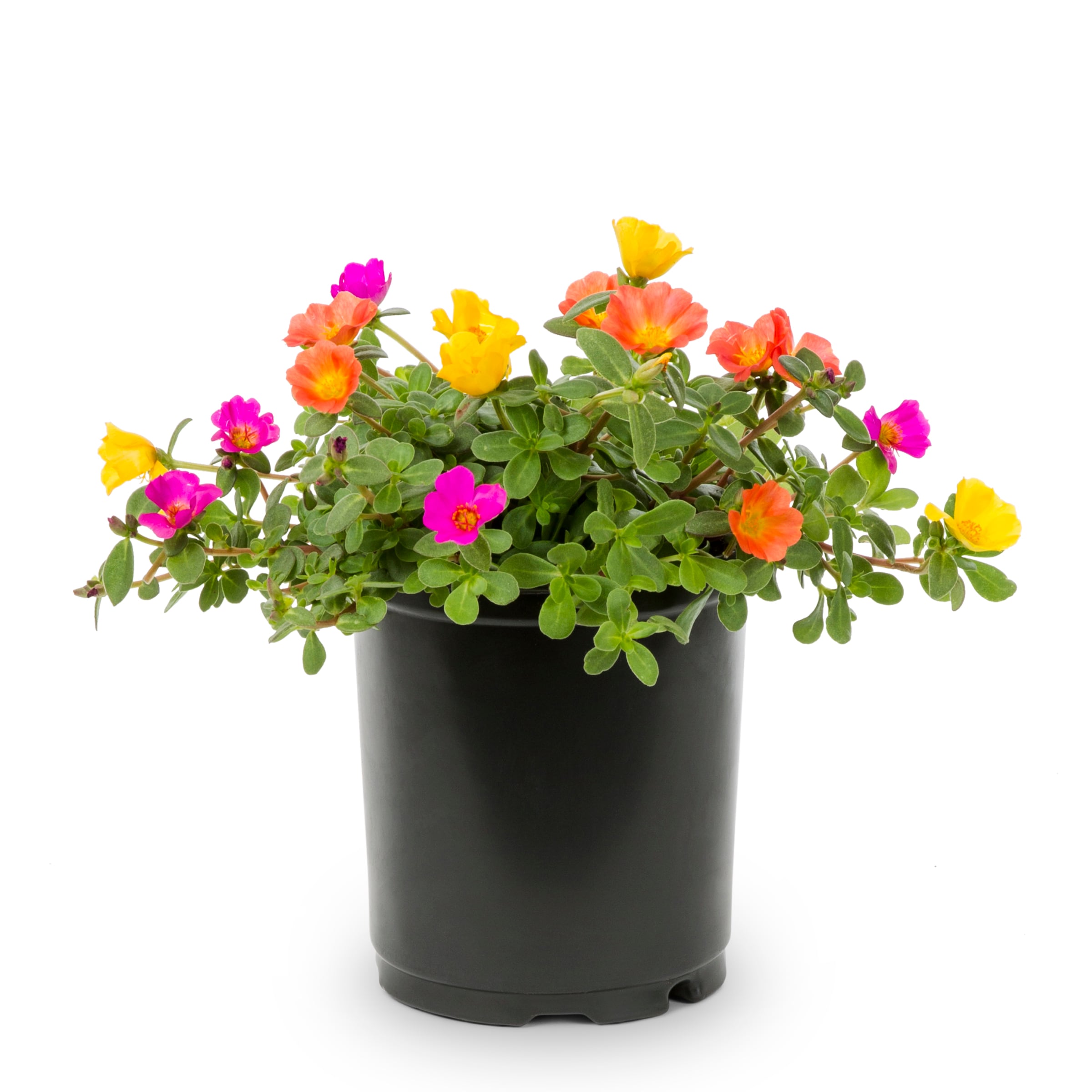 Lowe's NURSERY annuals - View #3