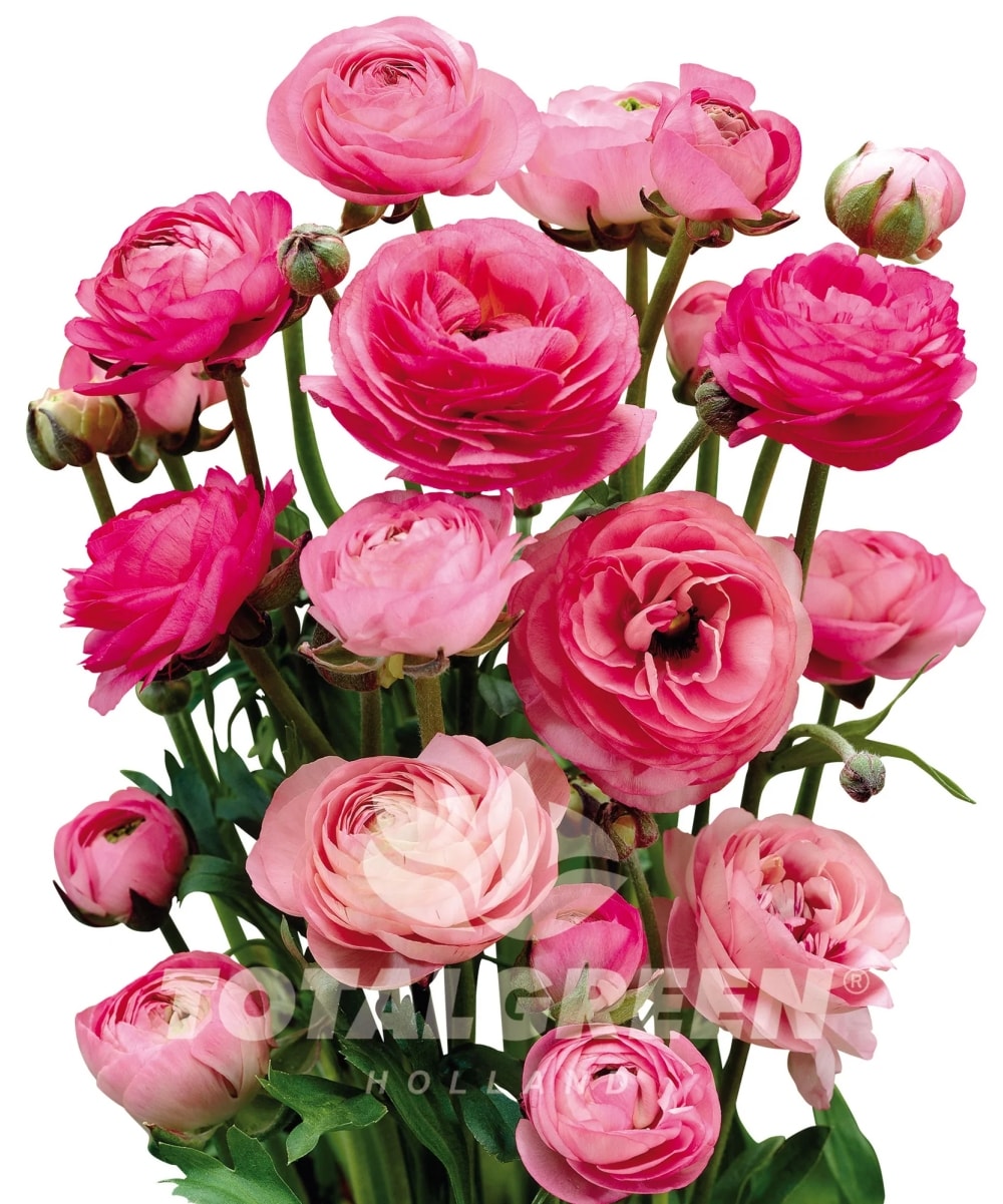 National Plant Network LW1642 Pink Pink Peony Plant in 1 -Pack Bareroot