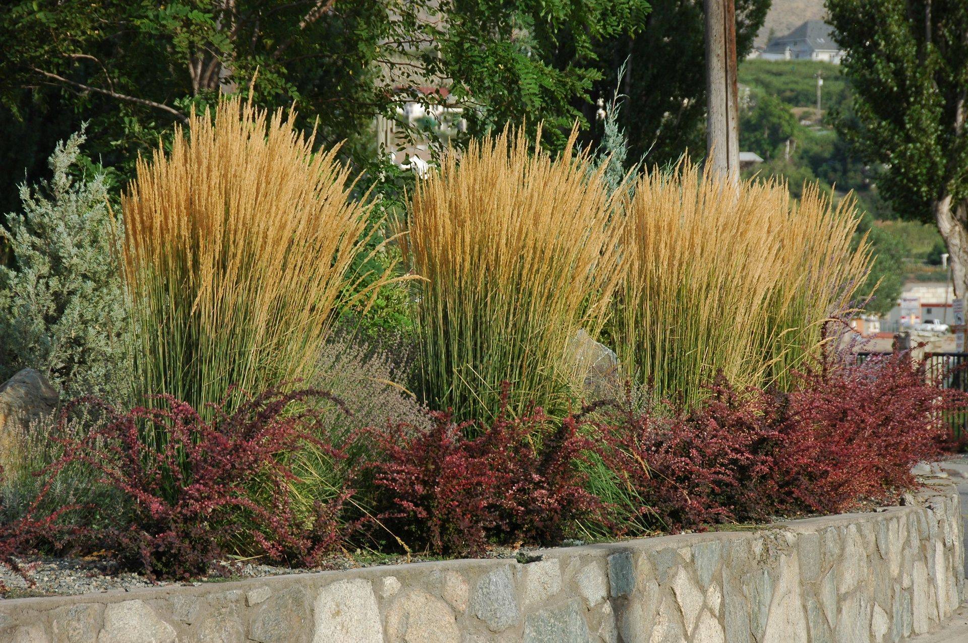  1474 perennials - View #3