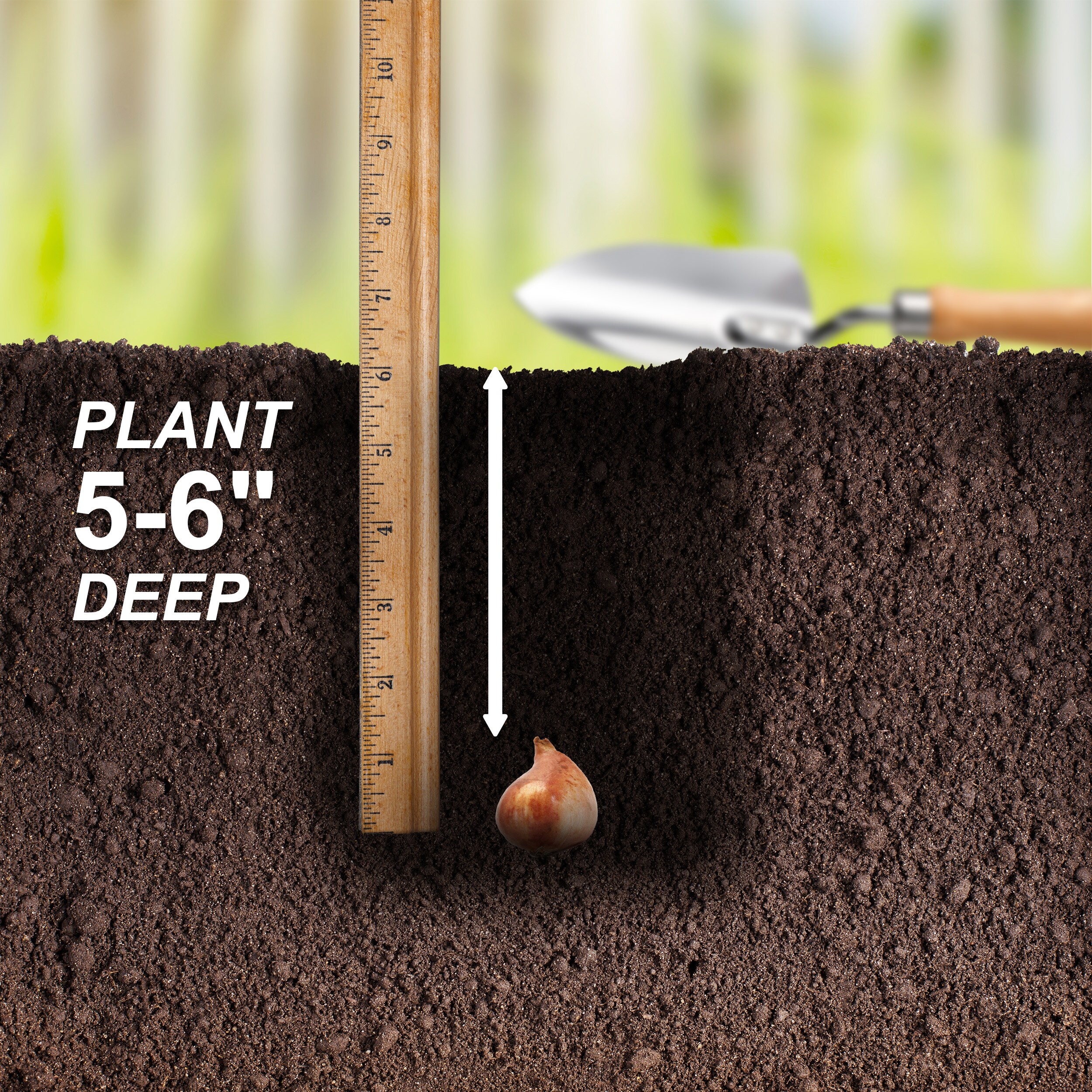 Garden State Bulb ECF-37-100-04 Plant-Bulbs - View #5