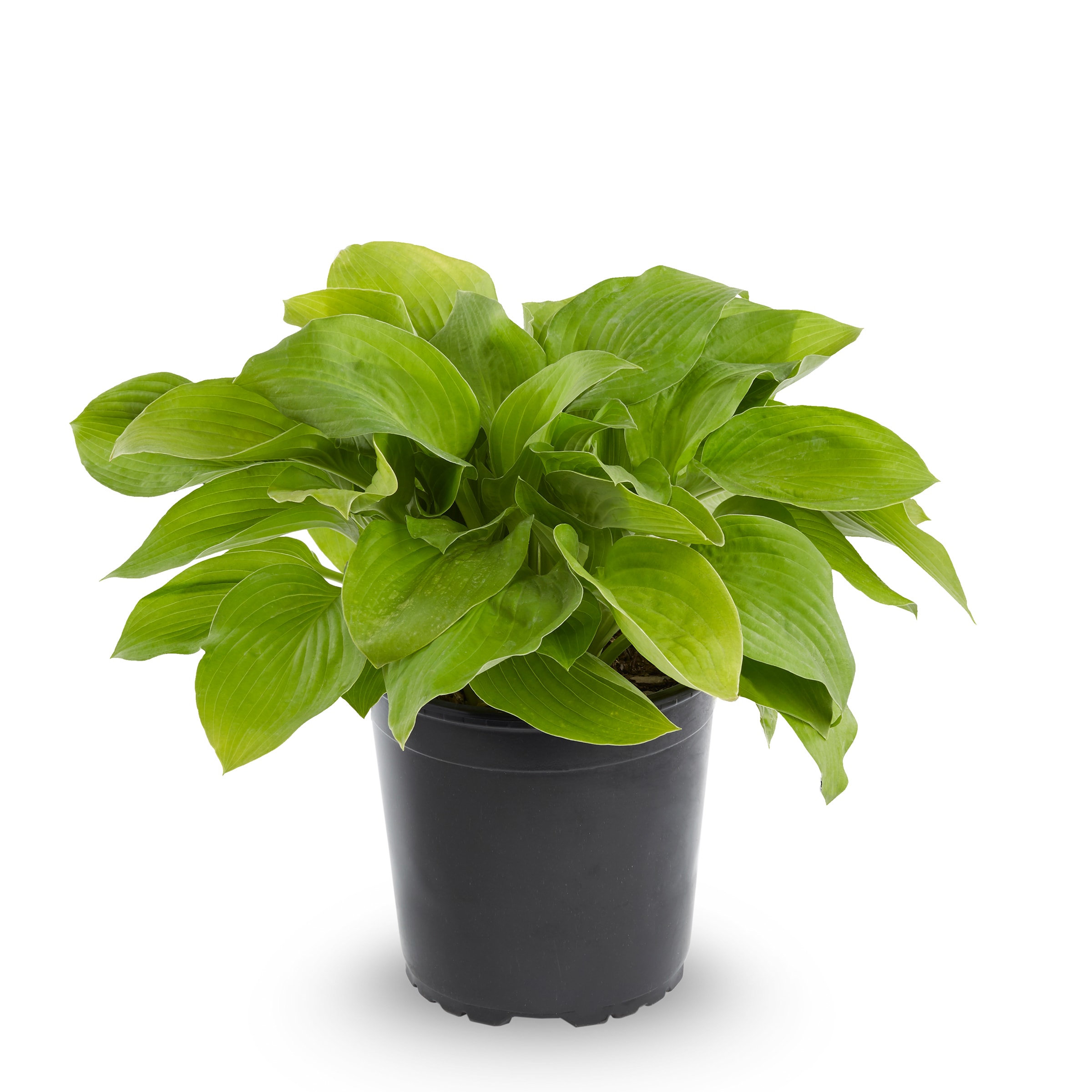 Lowe's White Plantain Lily in 2.25-Gallon (s) Pot in the Perennials ...