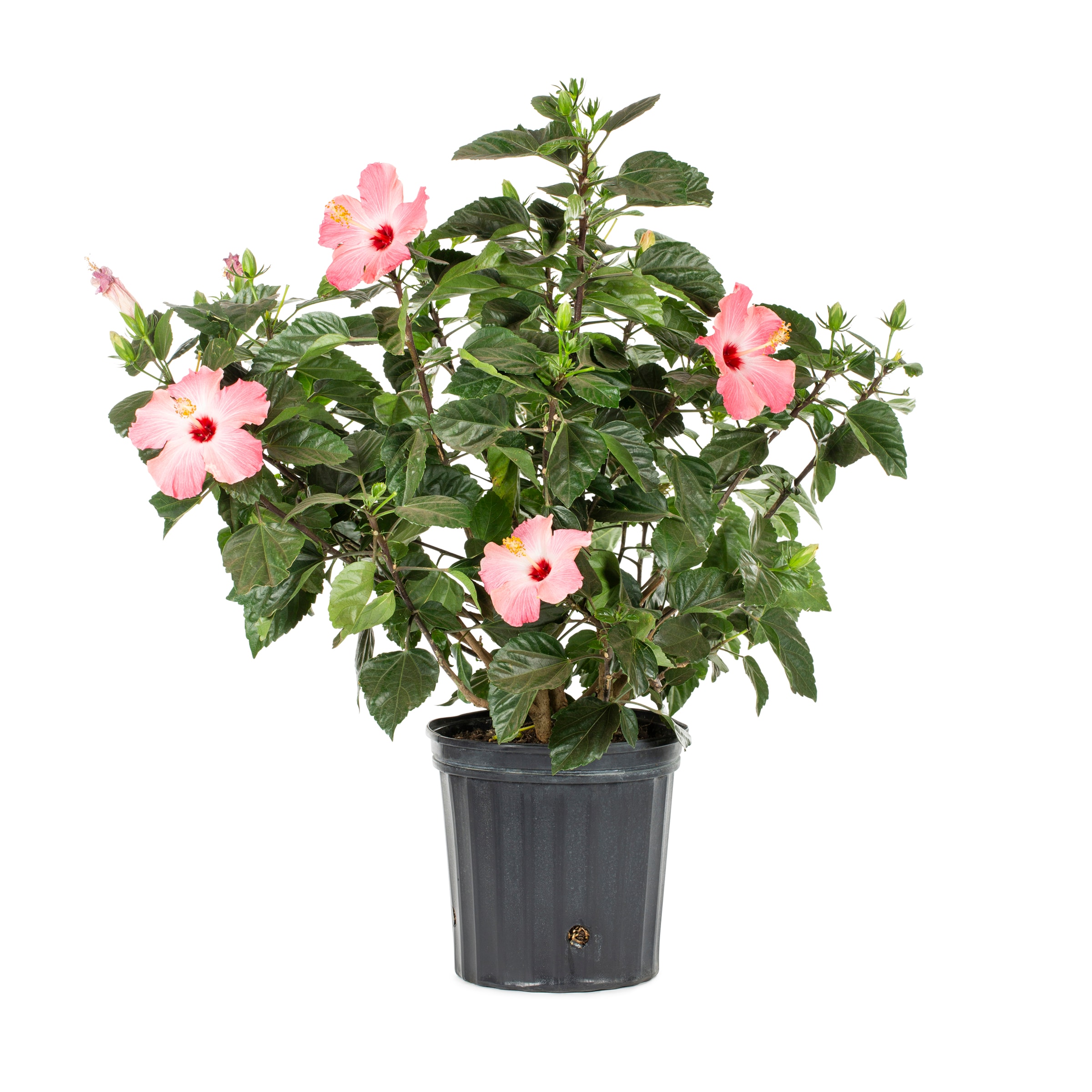 Lowe's 5337705 Feature Shrub in