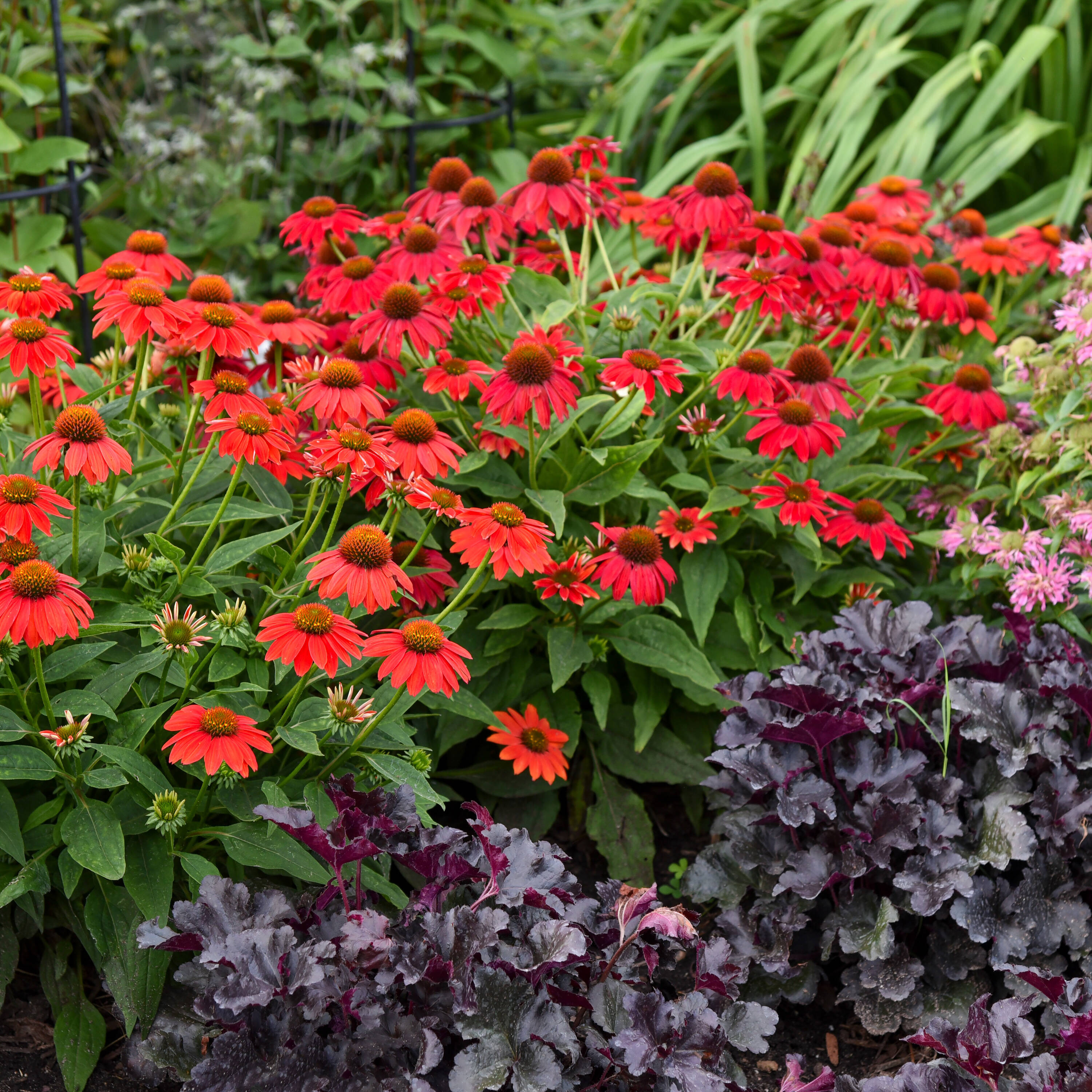 Proven Winners ECHPWP2026102 perennials - View #3