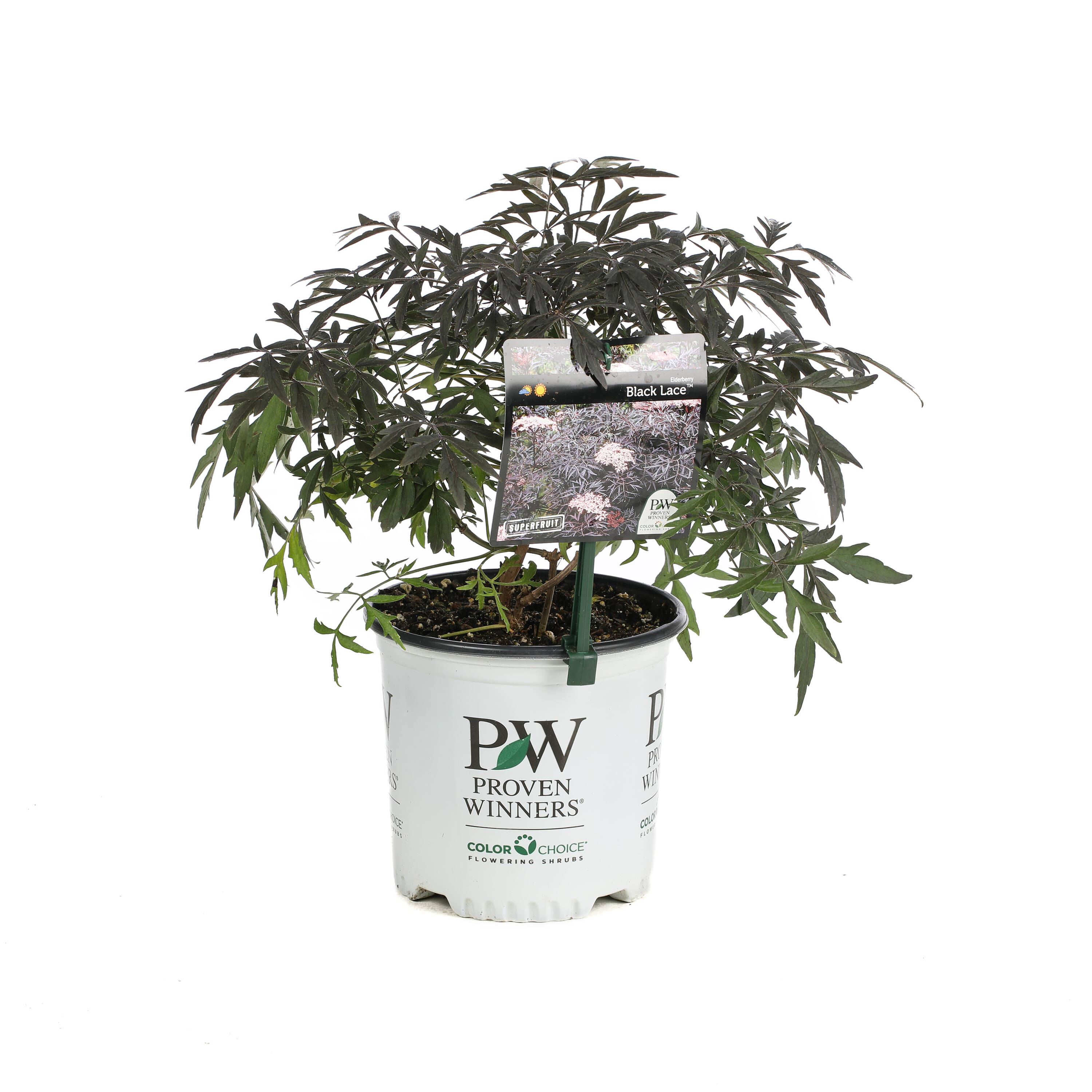 Proven Winners SAMPRC1026101 shrubs - View #2