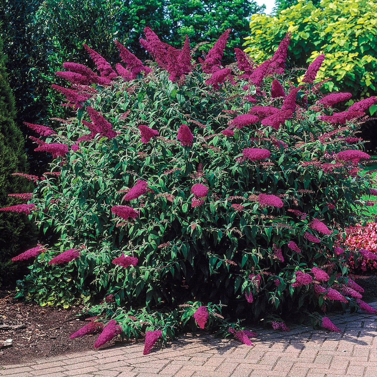 Spring Hill Nurseries 95178 shrubs - View #3