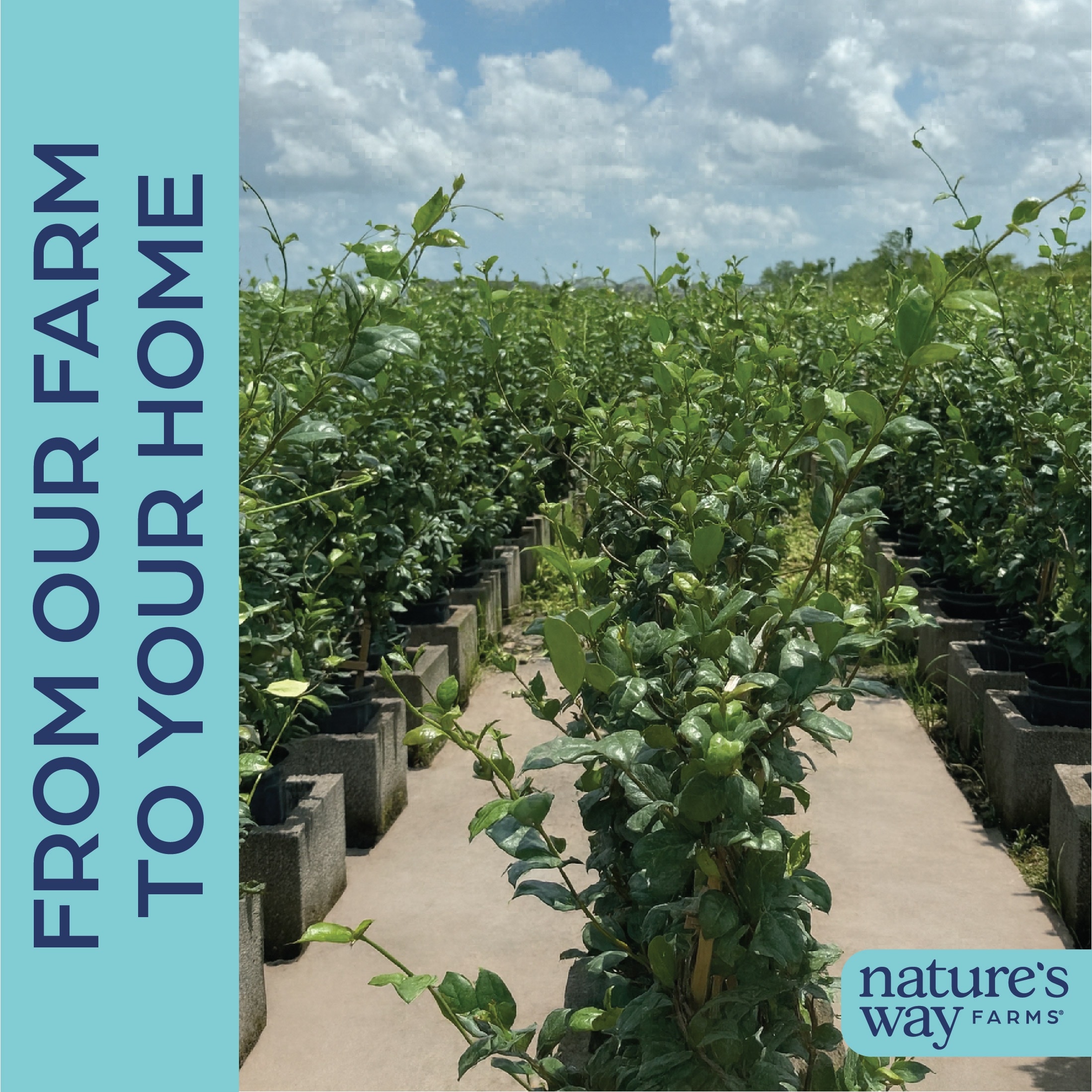 Nature's Way Farms 3986 vines - View #4