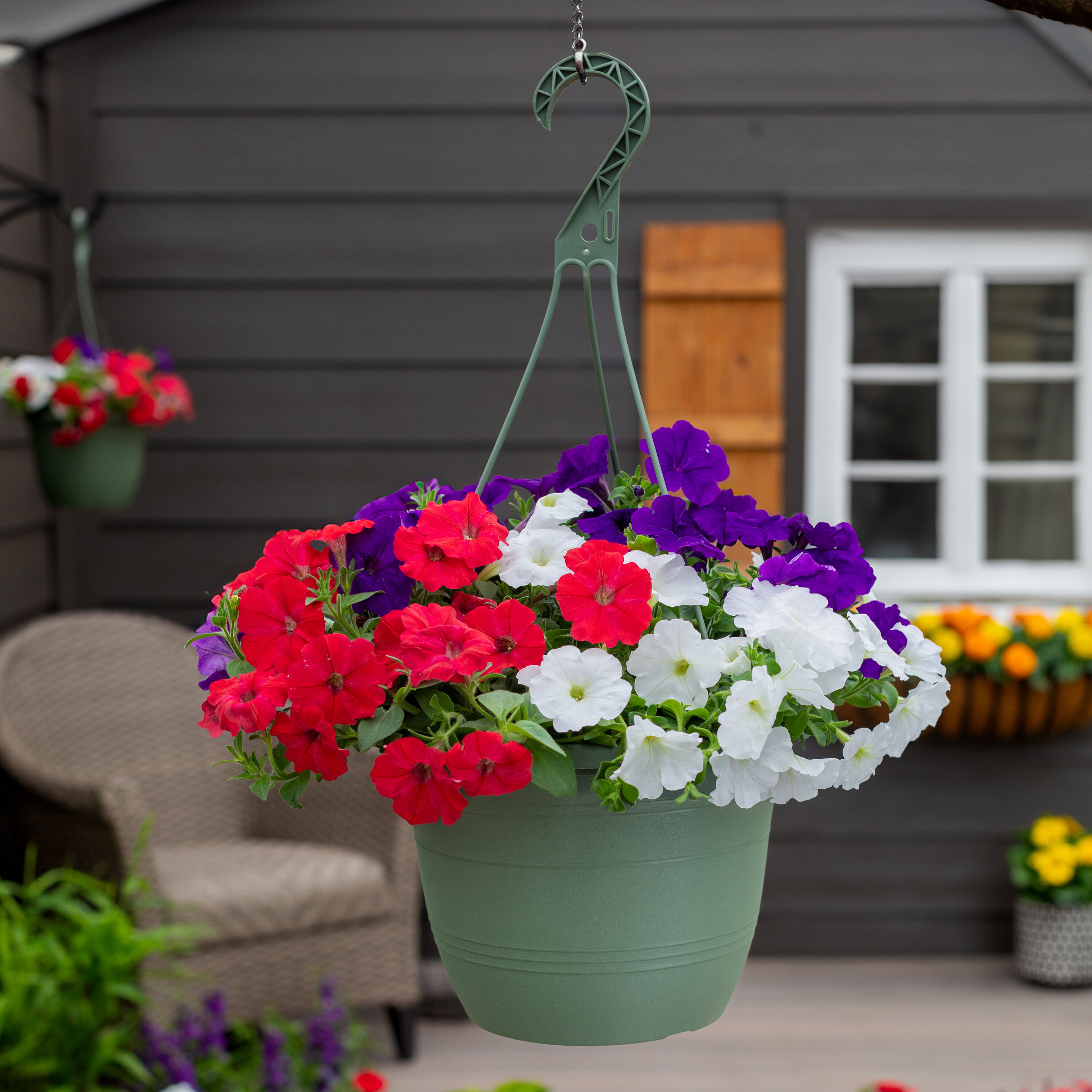 Metrolina Greenhouses Multicolor Petunia in 1.5-Gallon Hanging Basket 4913  at Lowes.com