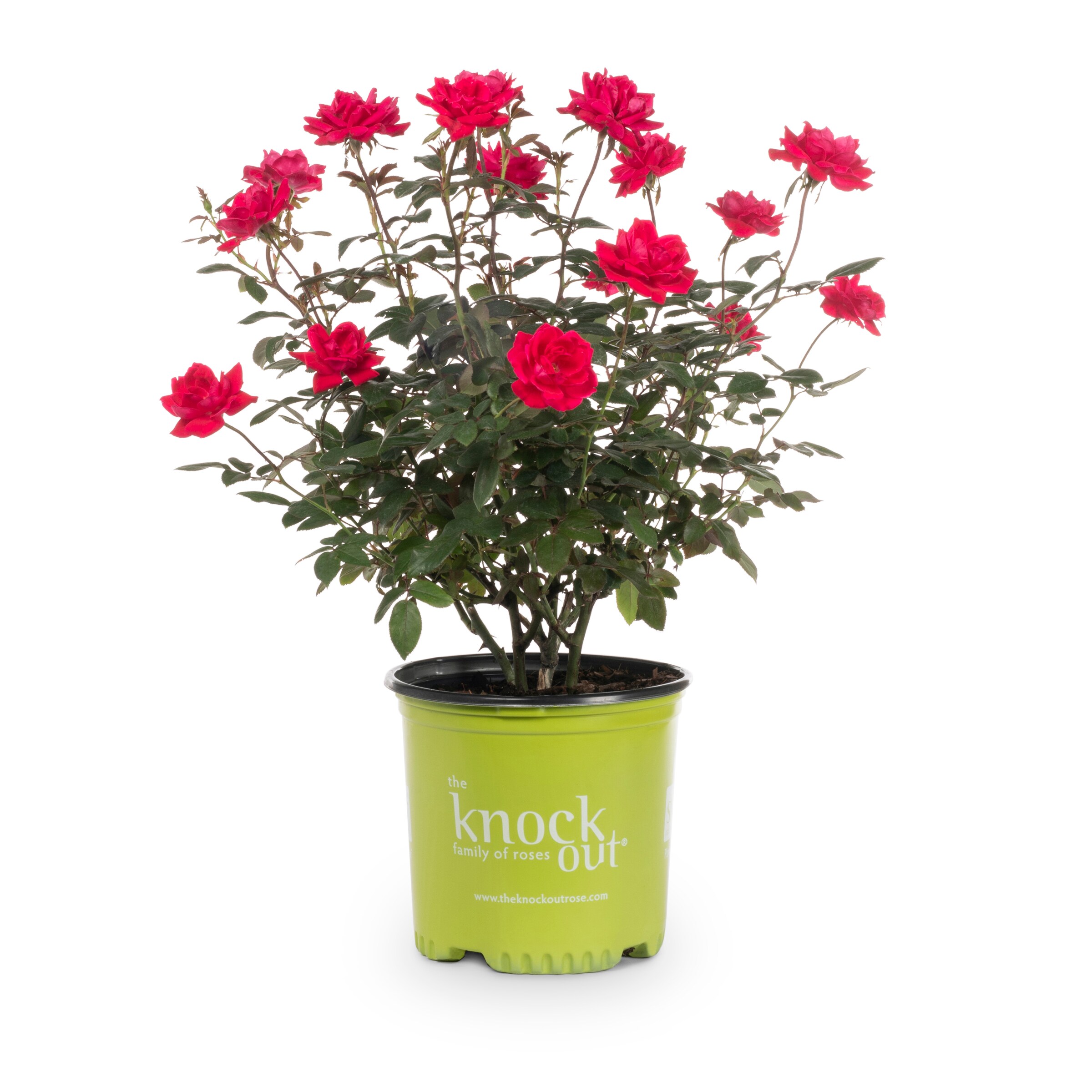 Lowe's NURSERY Knock Out Rose Shrub in 1 -Gallon