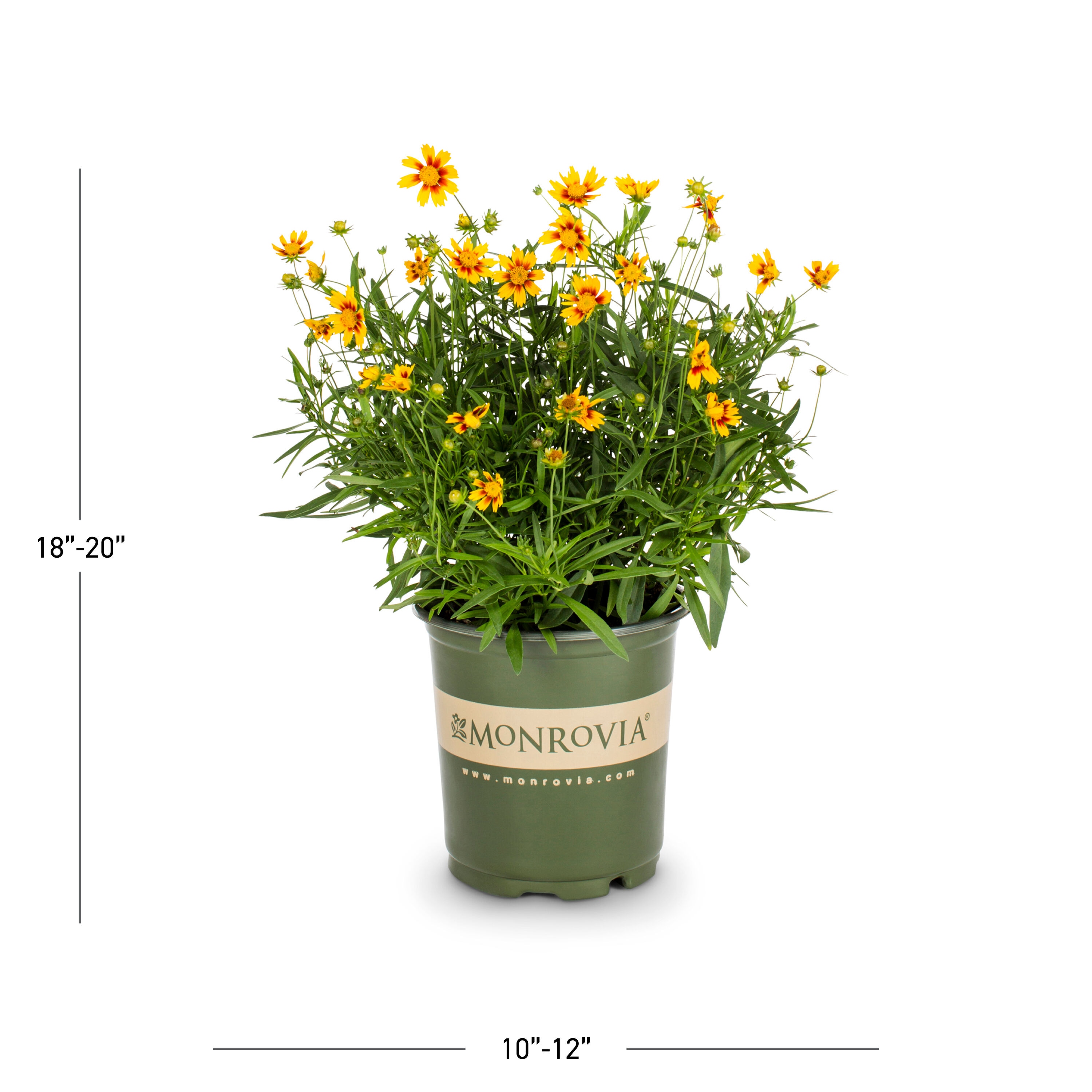 Monrovia 4975 perennials - View #3