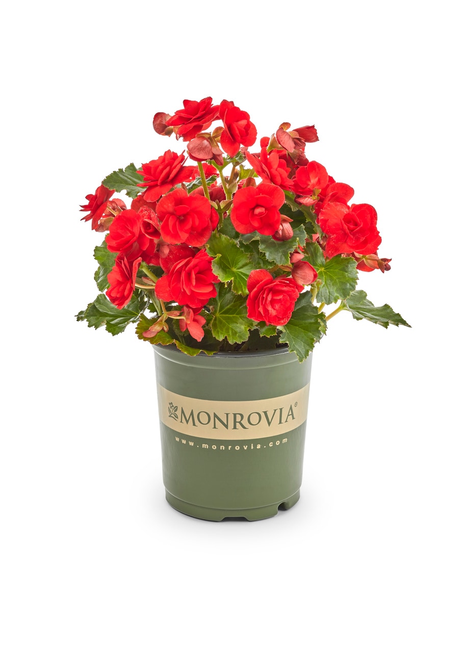 Monrovia 5011 annuals - View #5