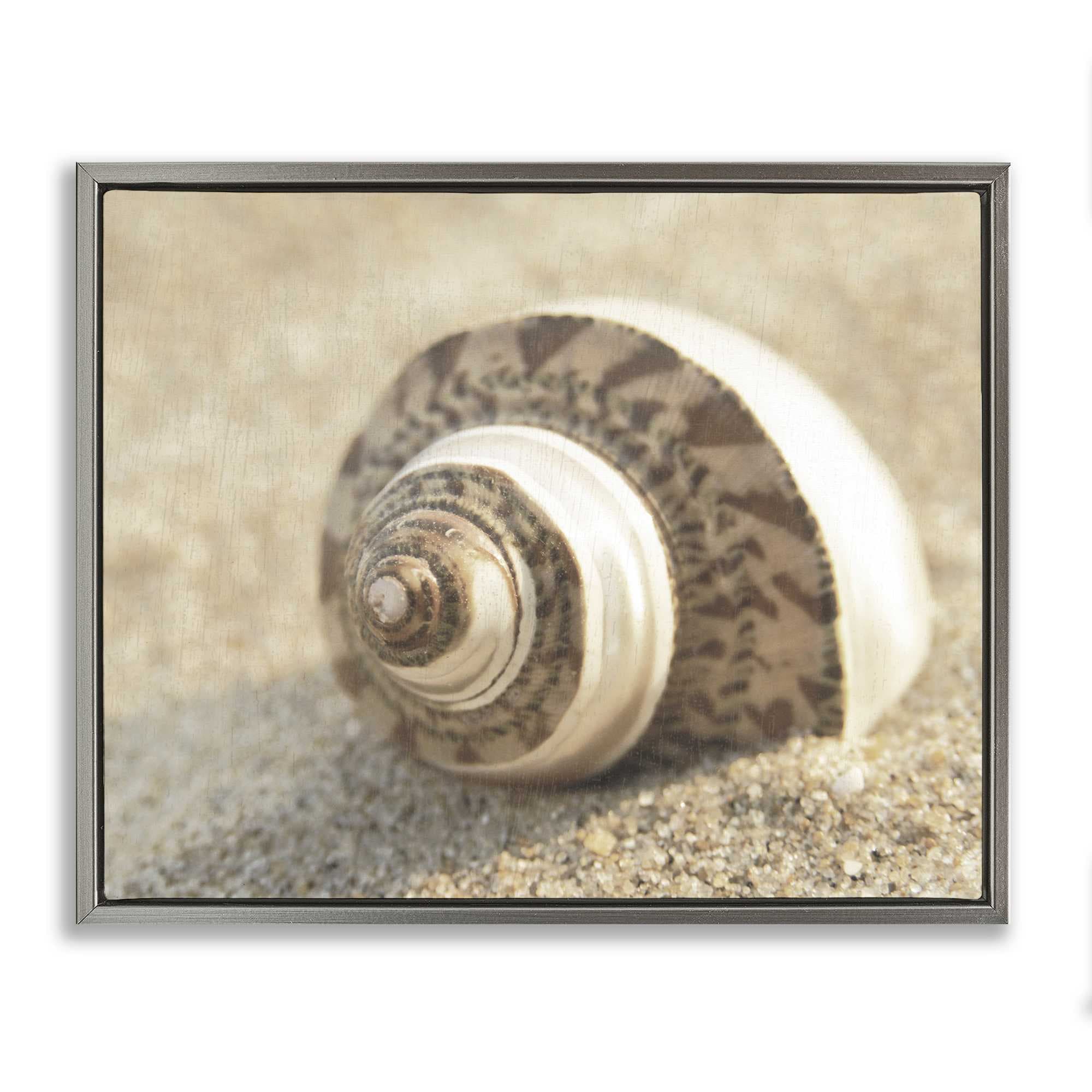 Stupell Industries BS-151-FFL-16X20 Neutral Tone Seashell Floating Frame design by Dora Rotondella
