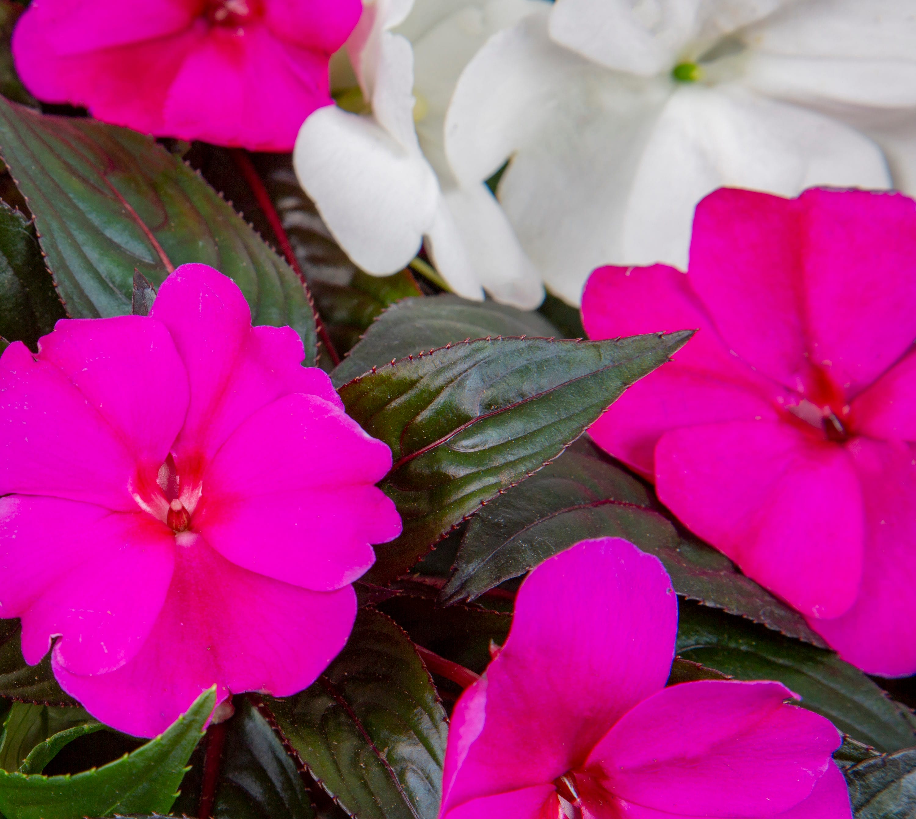 Lowe's 2671154 annuals - View #2