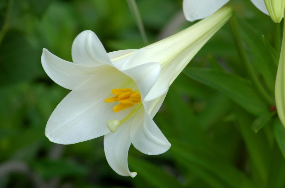 Lowe's NURSERY White Easter Lily in 1.76 Quart(s) Pot 1 -Pack