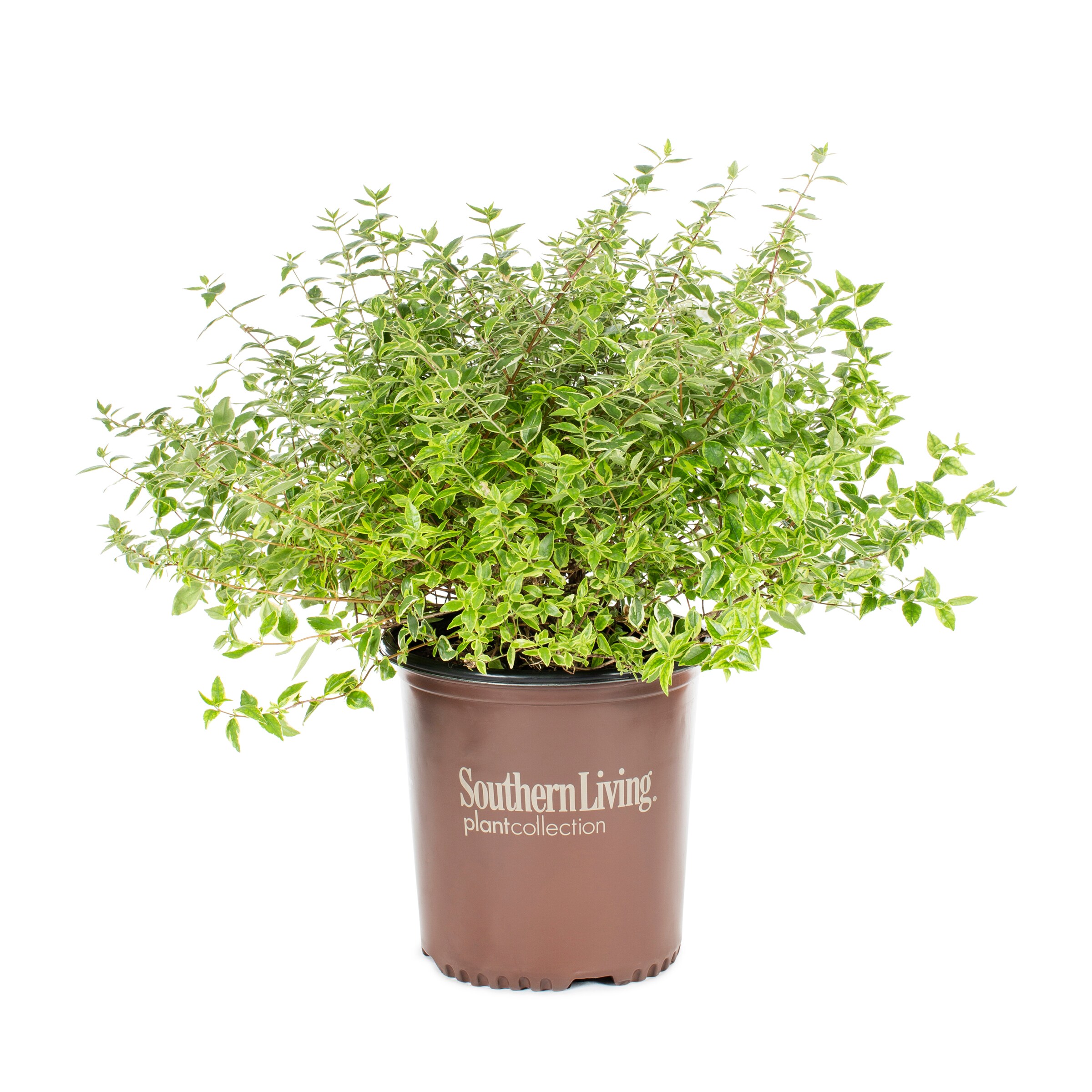 Lowe's 01522 Radiance Abelia Accent Shrub in 2.00 -Gallon Pot 1.0 -Pack with White Blooms