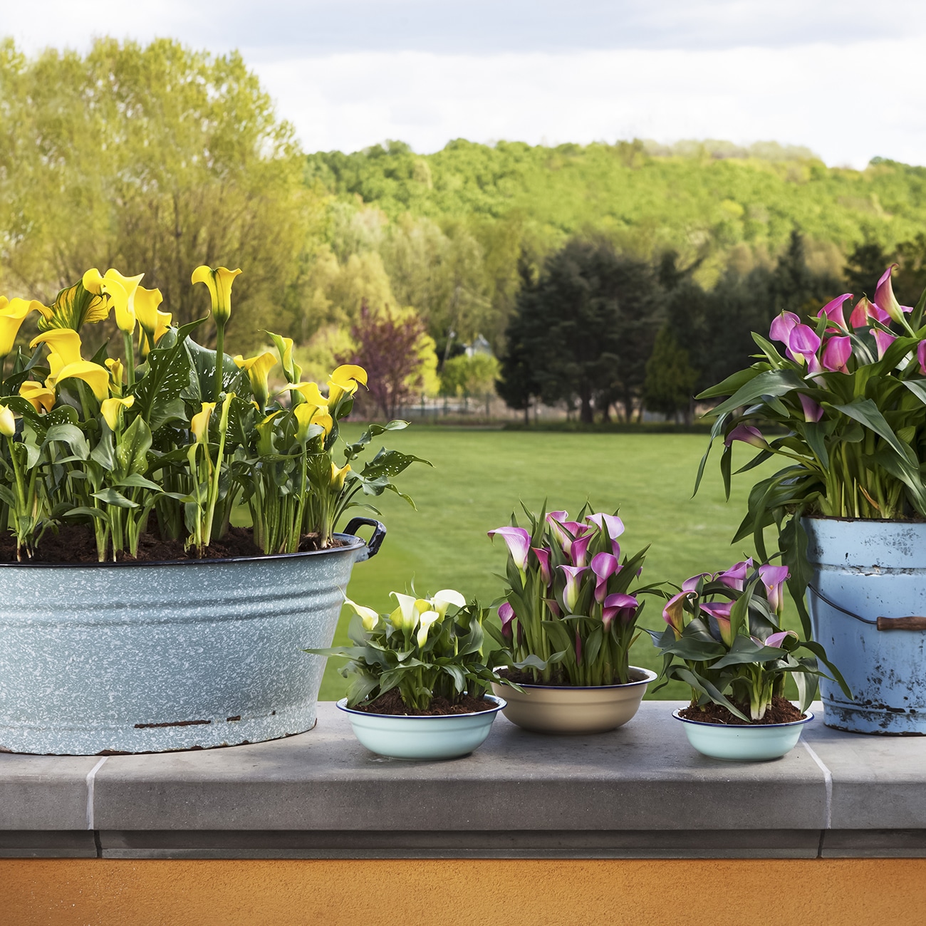 Van Zyverden 83425 Plant-Bulbs - View #2