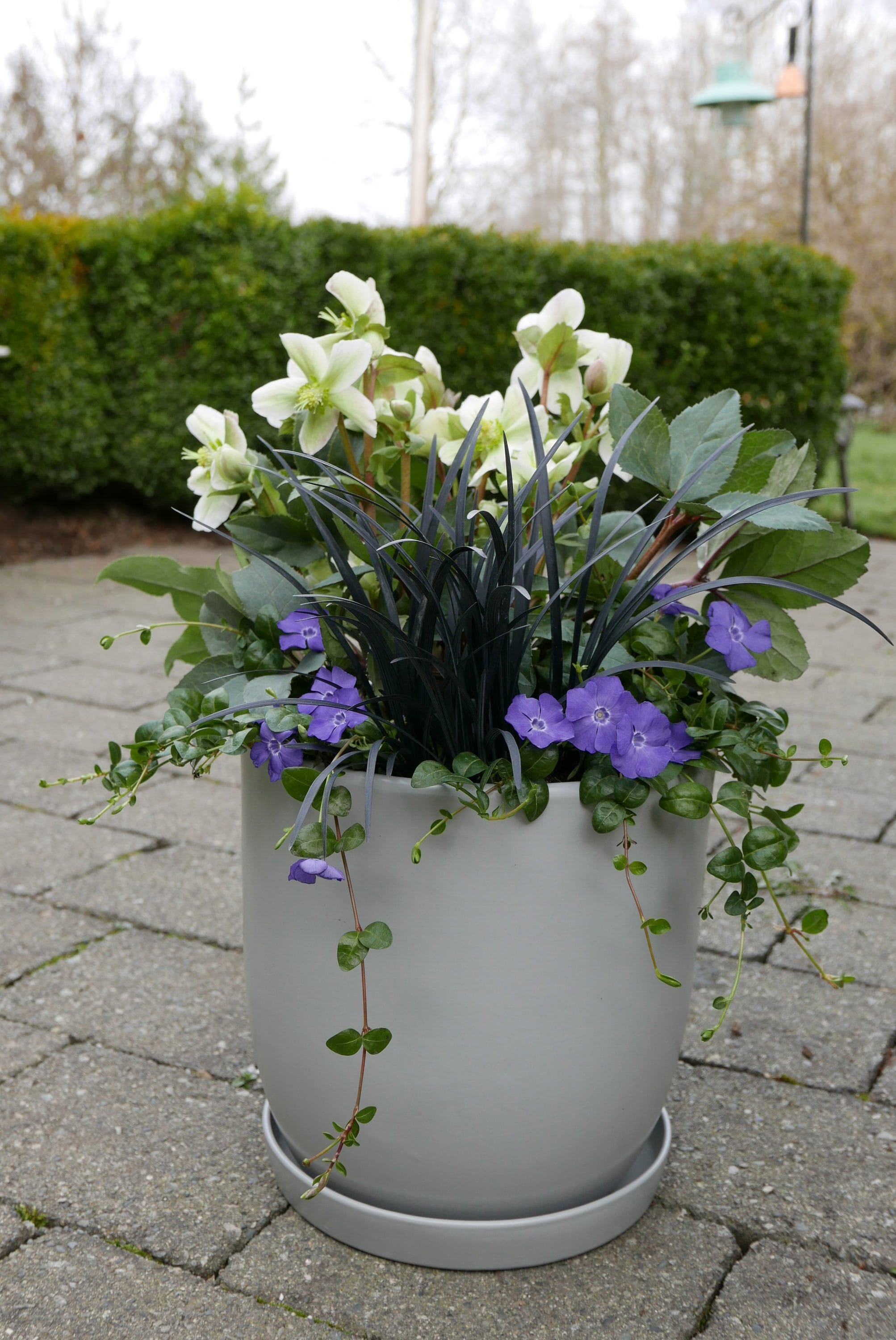  1258 perennials - View #4