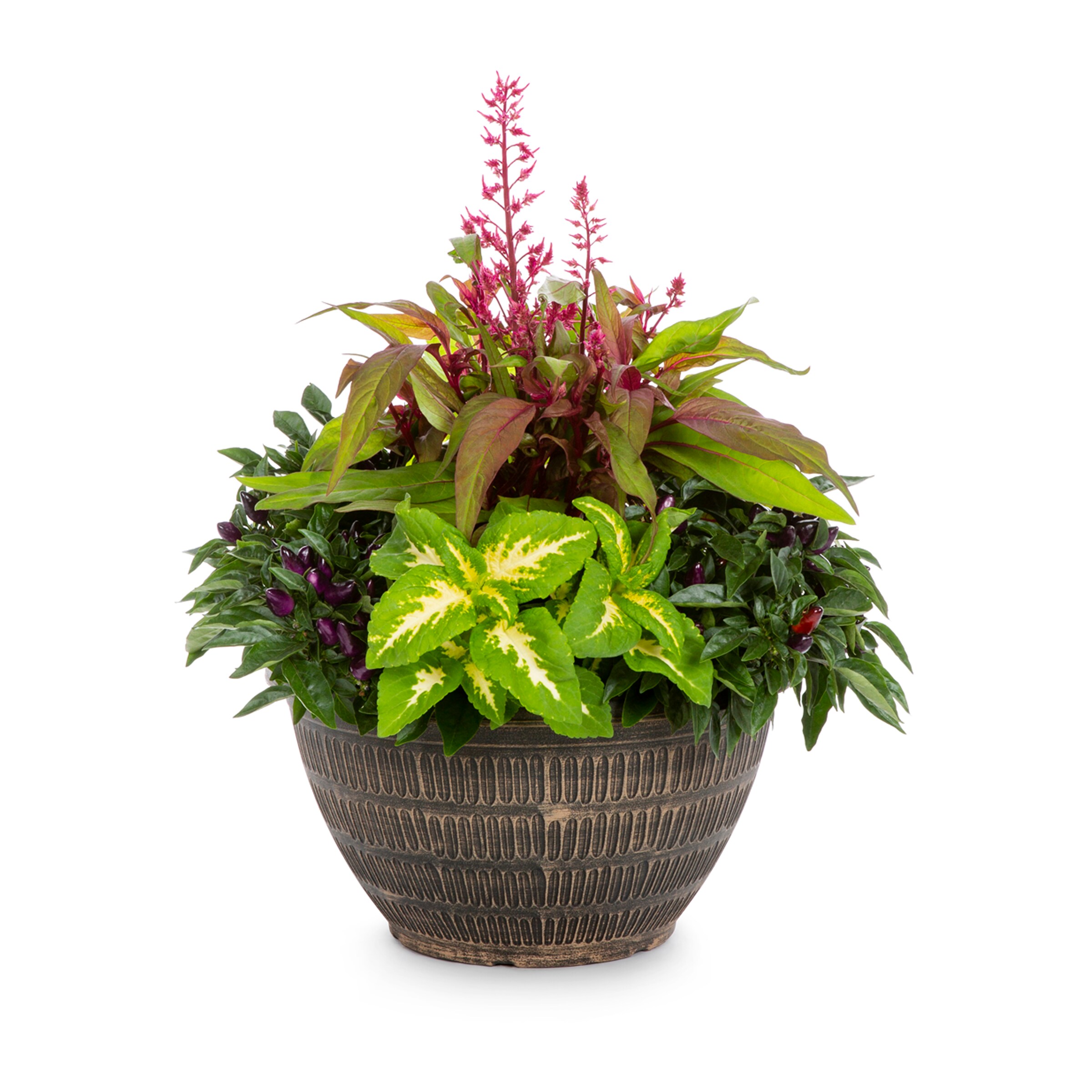 Lowe's NURSERY Multicolor Mixed Annuals Combinations in 2.00 Gallon(s) Planter