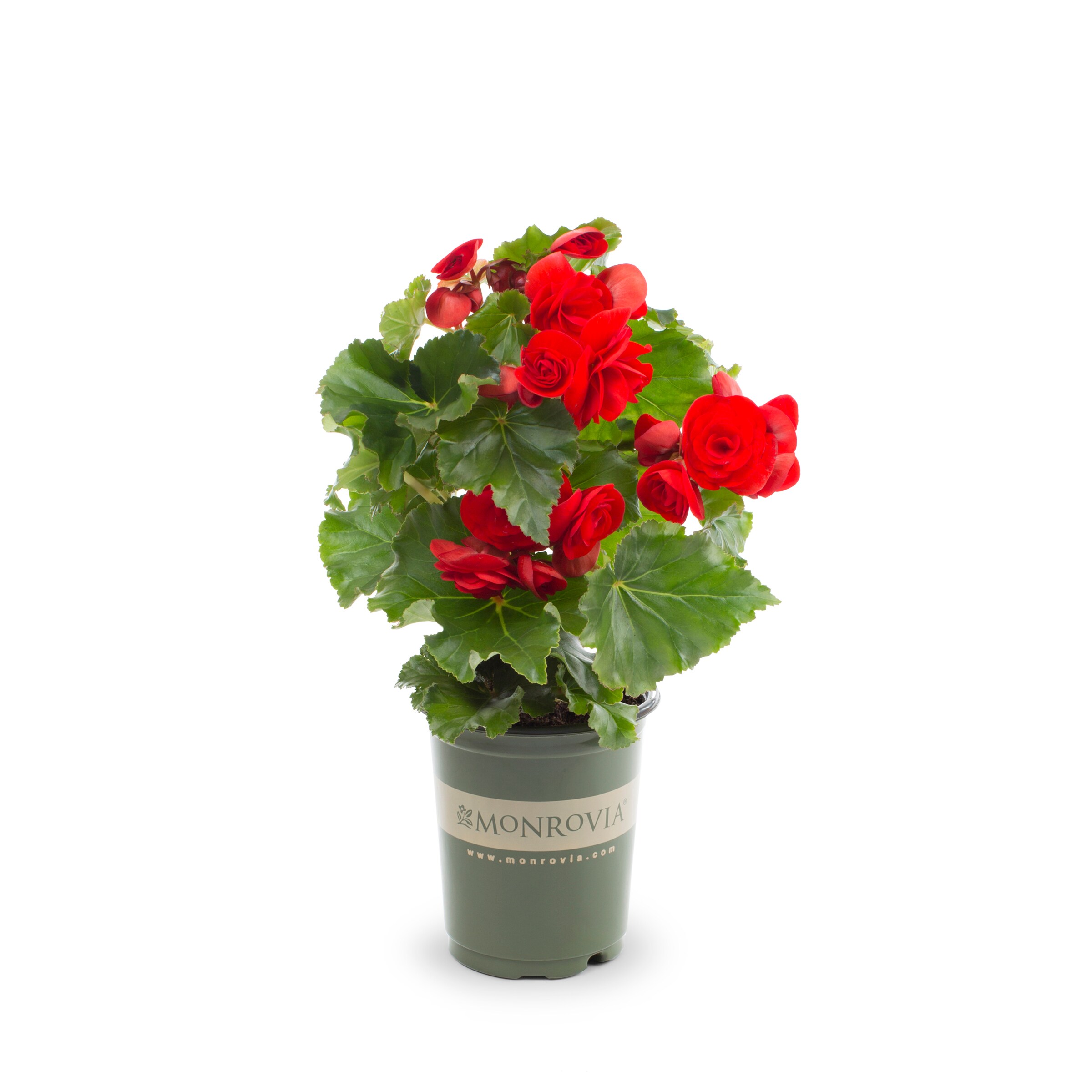 Lowe's 810076 annuals - View #3