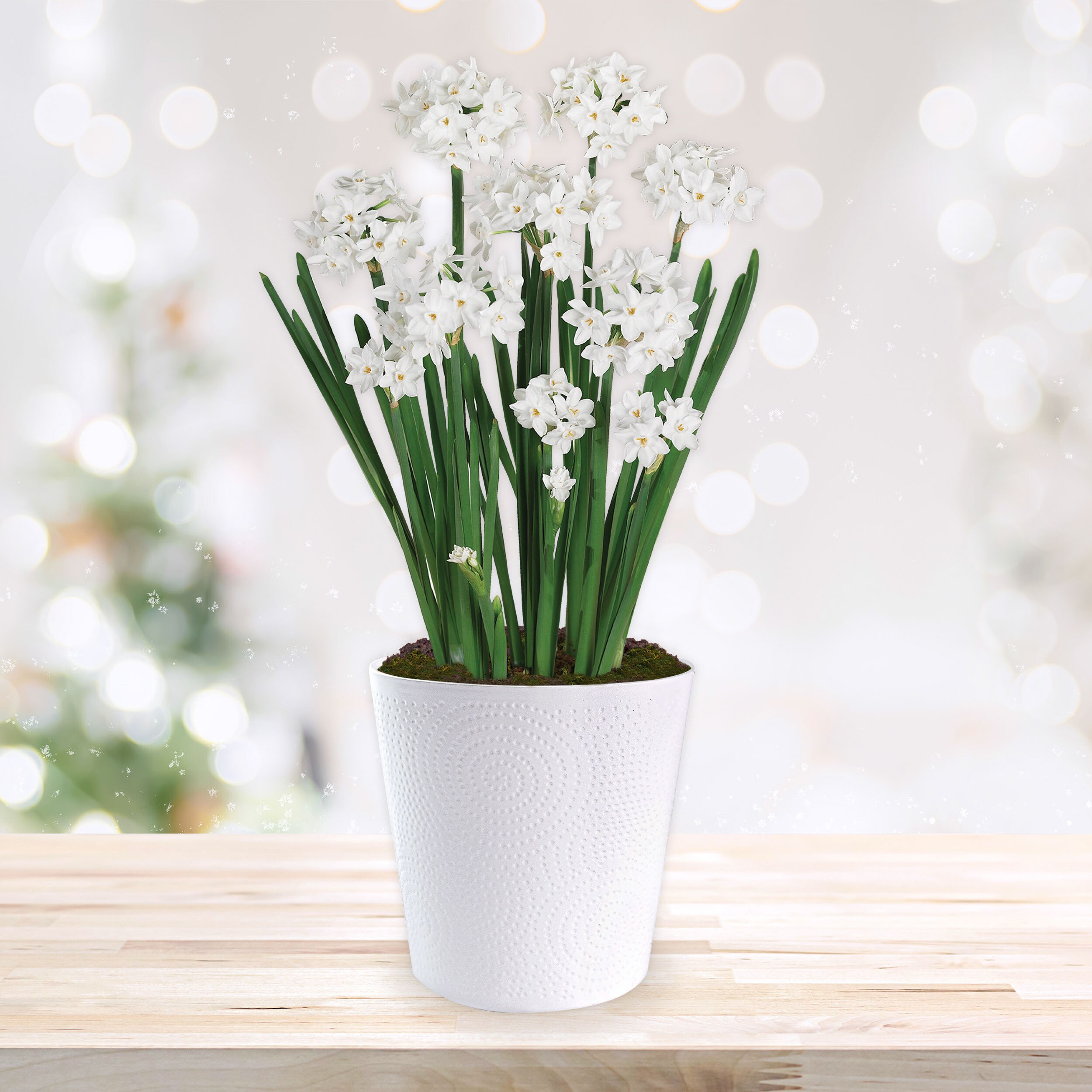 Garden State Bulb ECH-38-01-01 Plant-Bulbs - View #9
