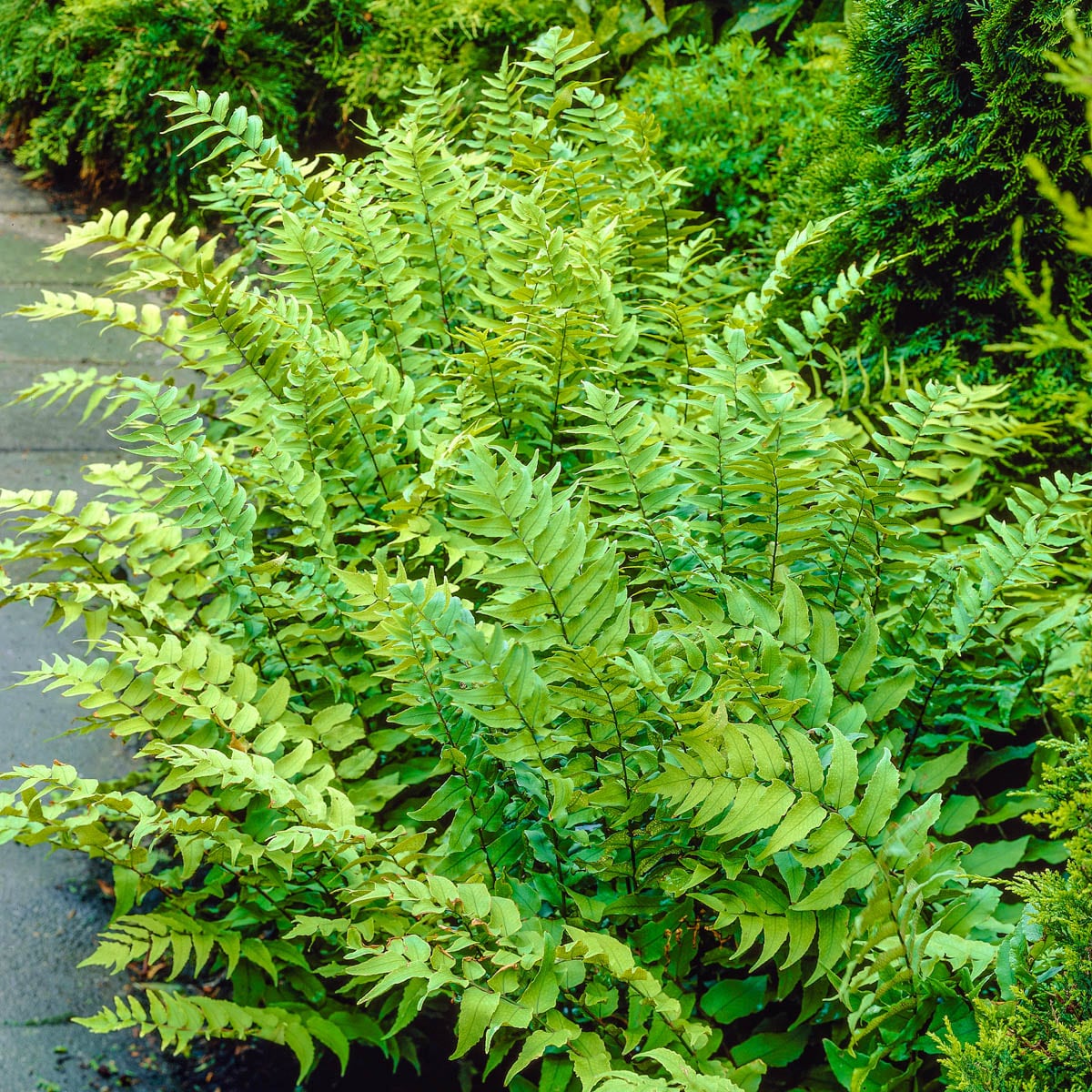 Spring Hill Nurseries 92418 Flowering Fortune's Cold Hardy Fern Plant Plant in 2.5 -Quart Pot