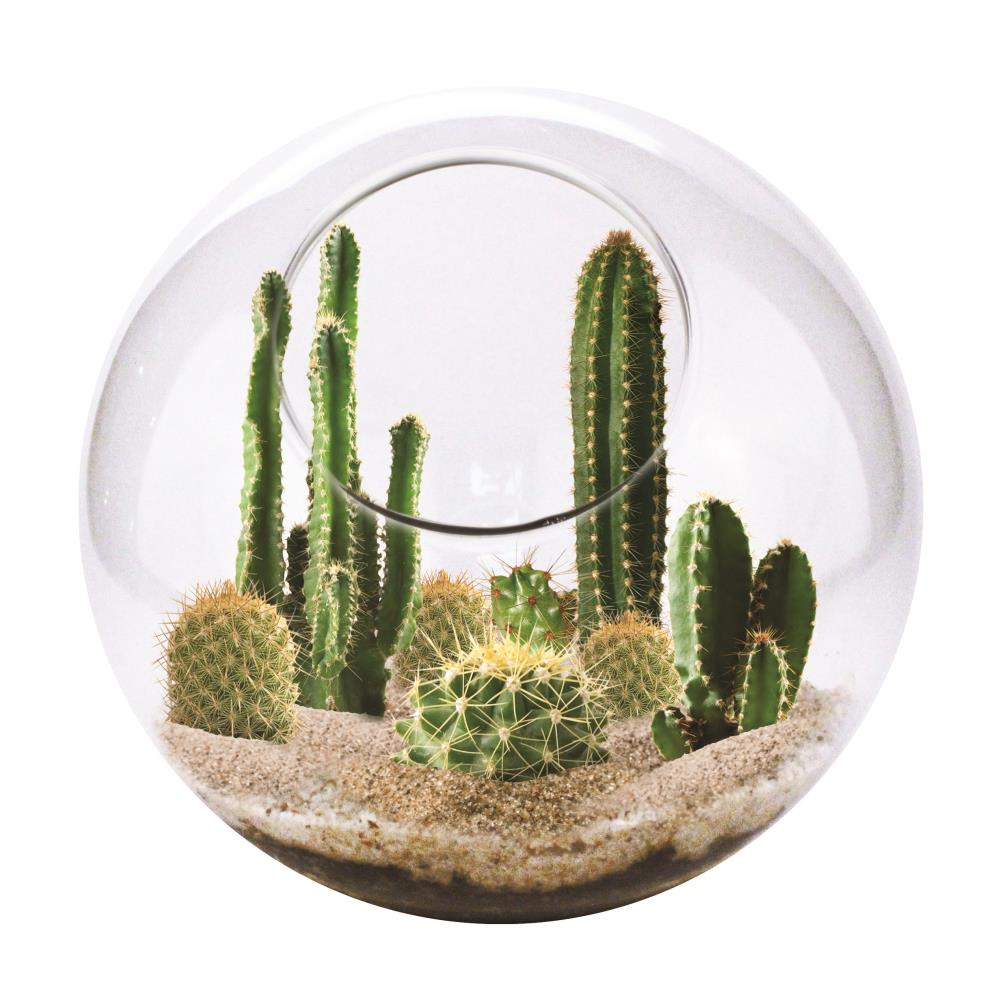 Terrarium Supplies – Corso's Flower & Garden Center