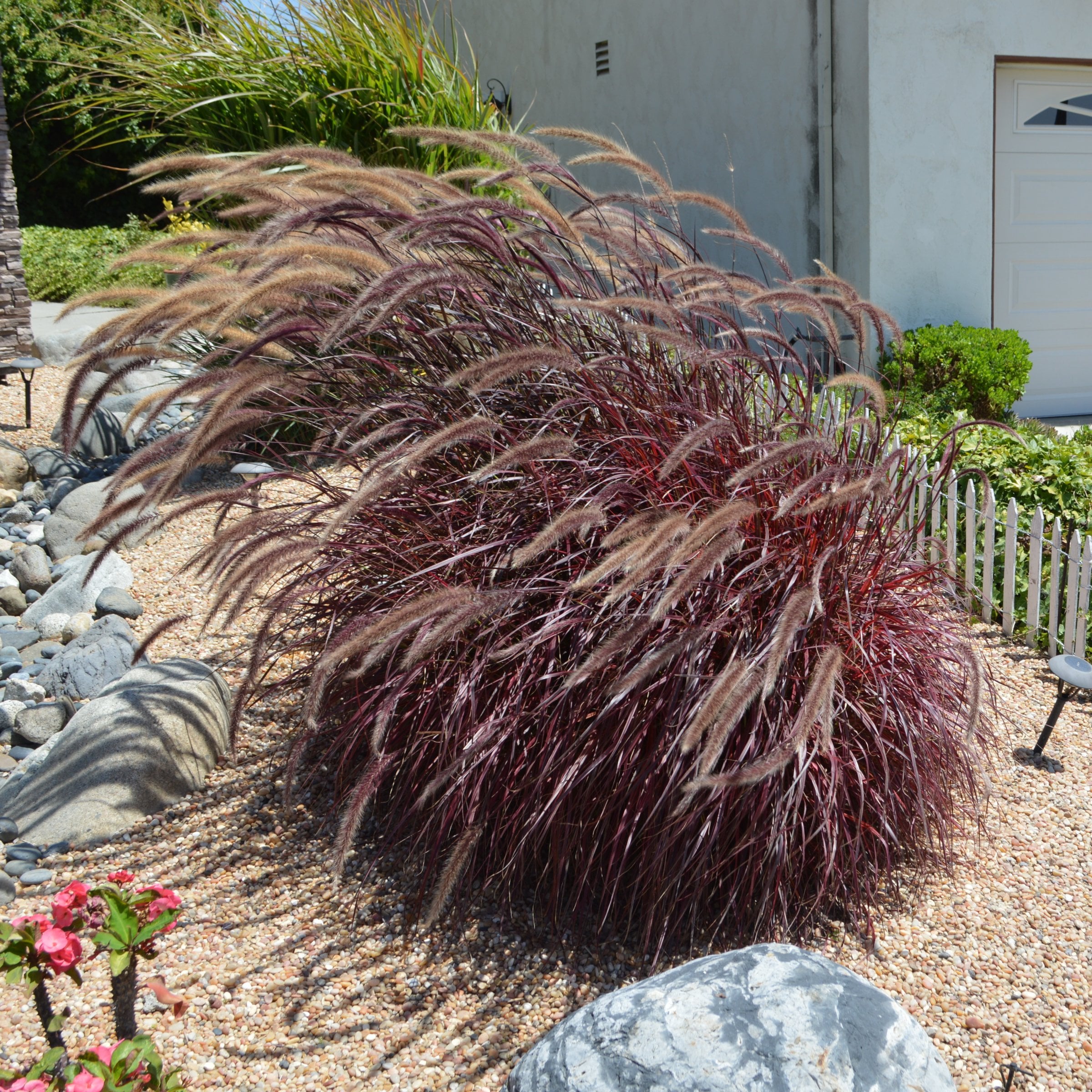 National Plant Network LW2193 perennials - View #7