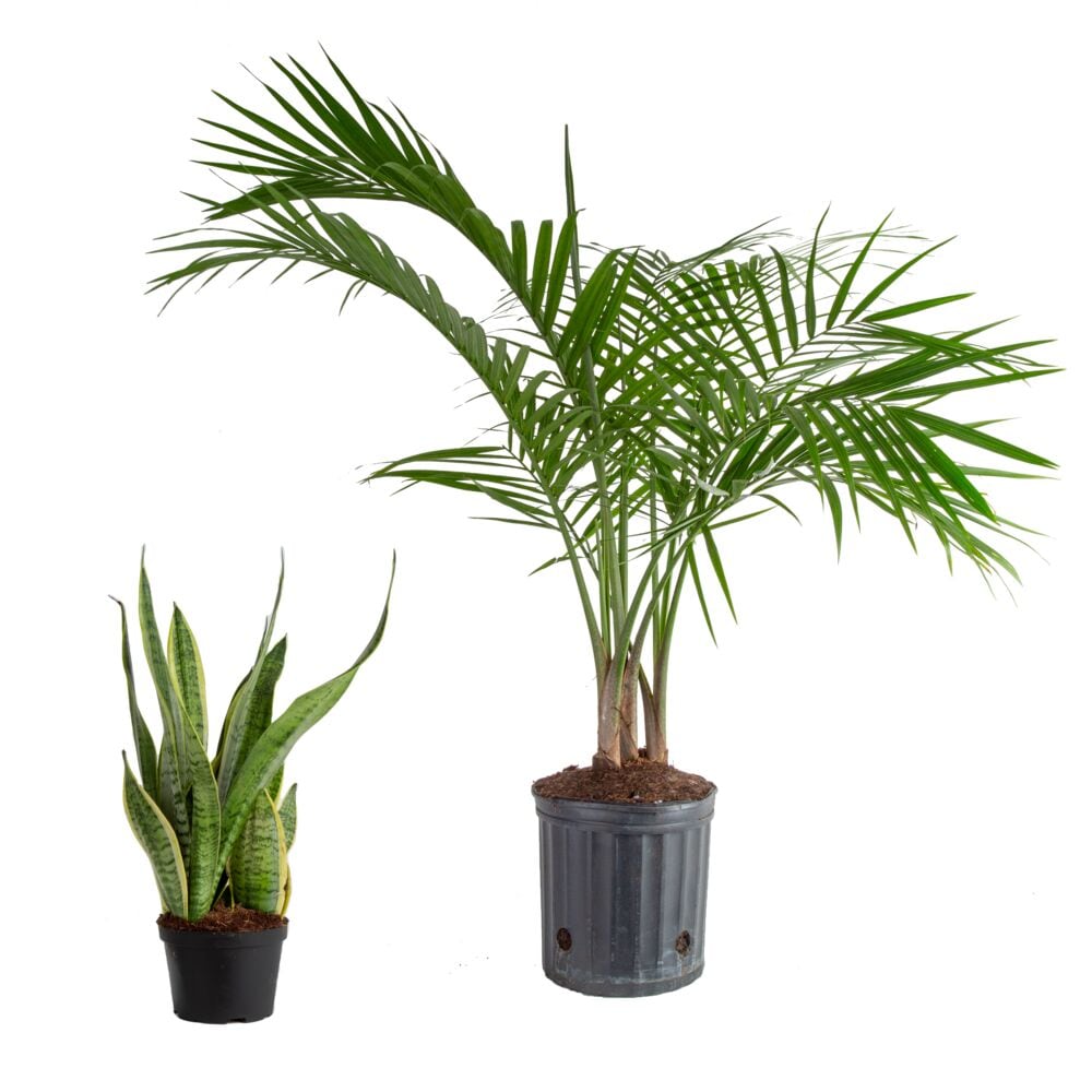 Costa Farms 10-inch Majesty Palm and 6-inch Snake Plant House Plant in ...