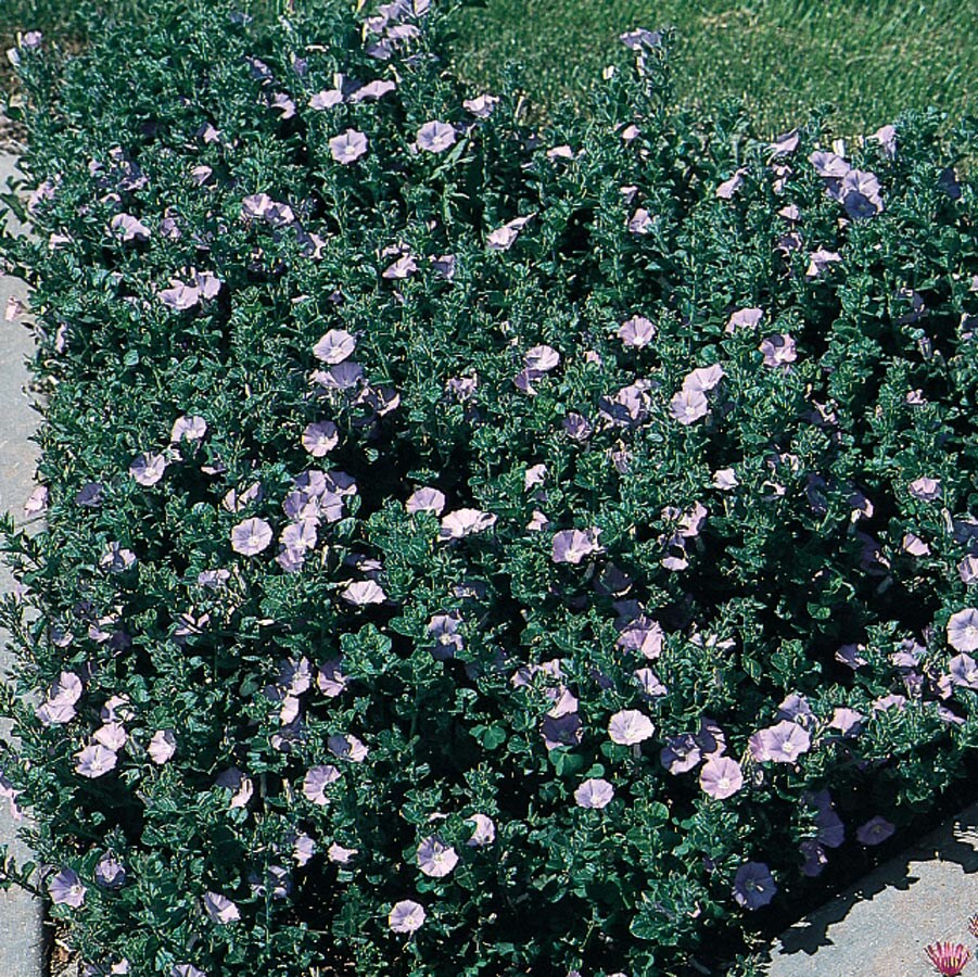 Lowe's 3936013 Blue Ground Morning Glory Plant in 2-Quart Pot