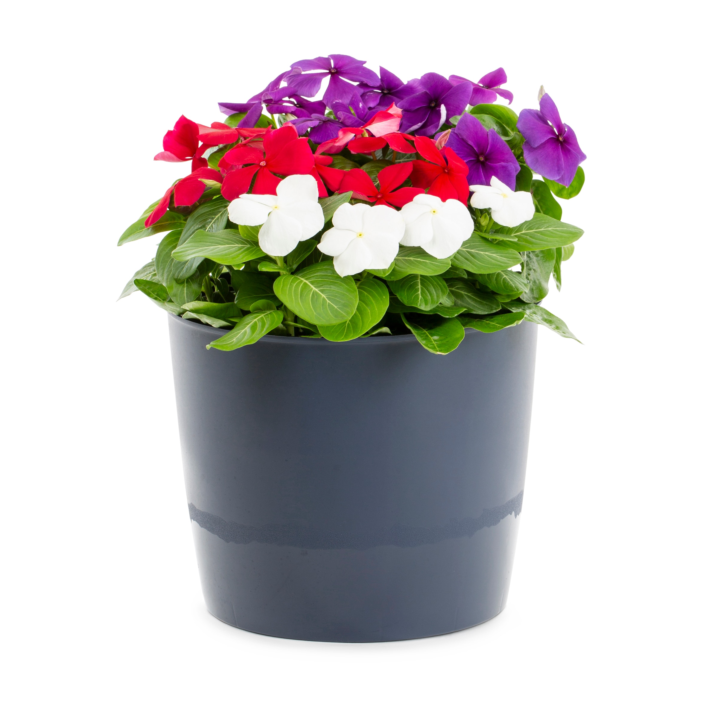 Lowe's NURSERY Multicolor Vinca in 3-Quart Pot