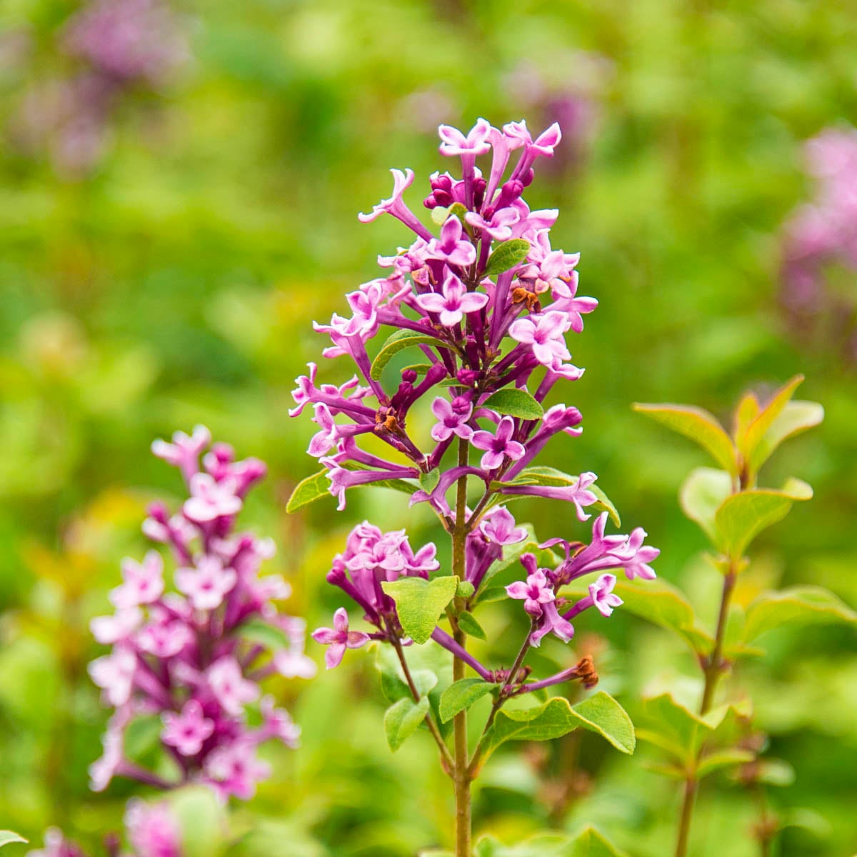 Spring Hill Nurseries Be Right Back Lilac Purple Flowering Shrub In 1