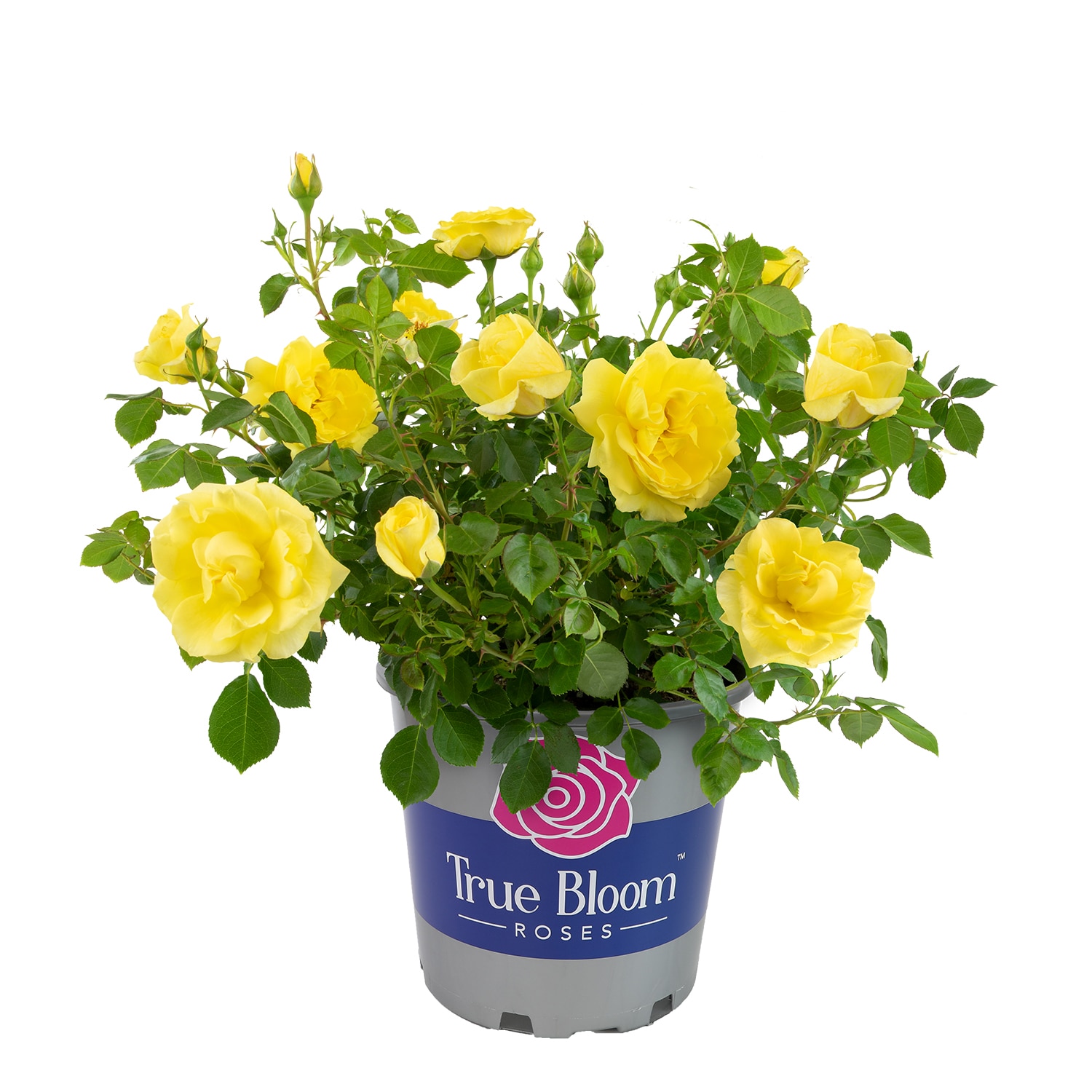 Lowe's Yellow Hybrid Tea Rose 2 -Gallon 1 -Pack in Pot in the Roses ...