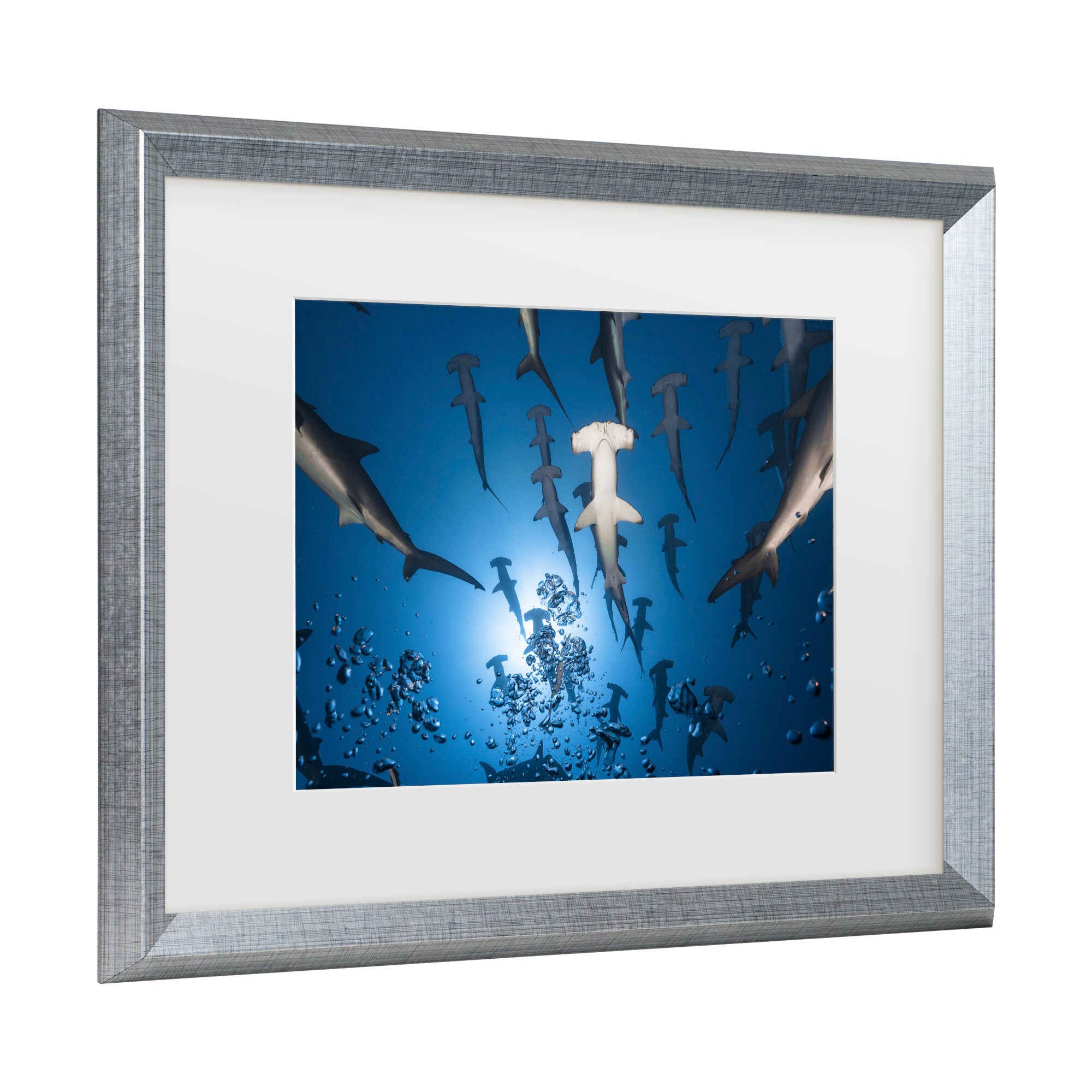 Silver Framed Hammerhead Shark Canvas Print for Kids