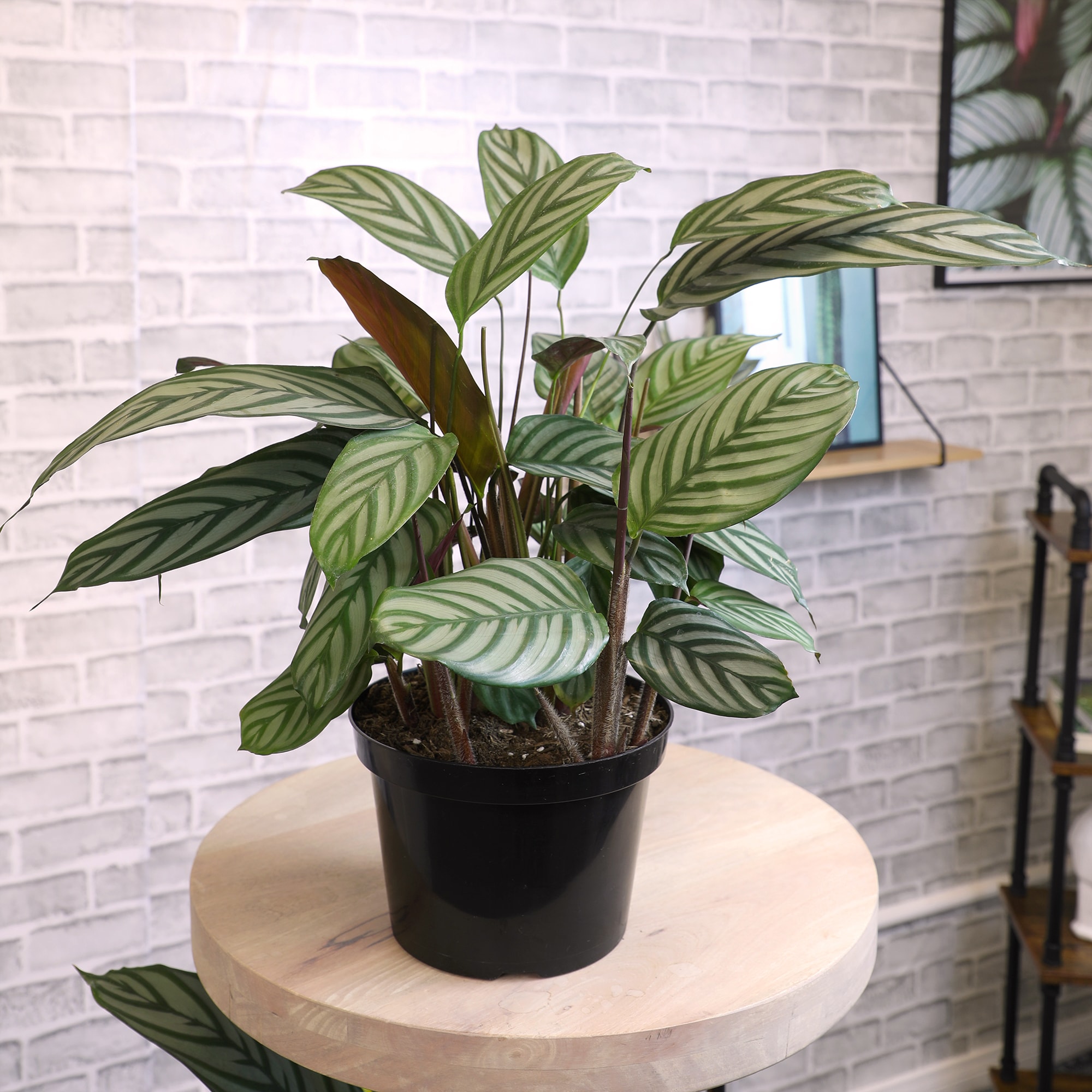 Altman Plants 0873106 hseplants - View #3