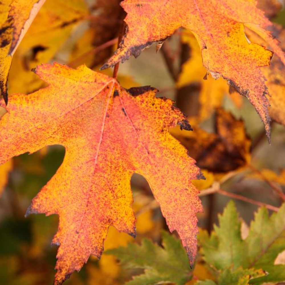 Southern Planters MAPARM05G trees - View #4