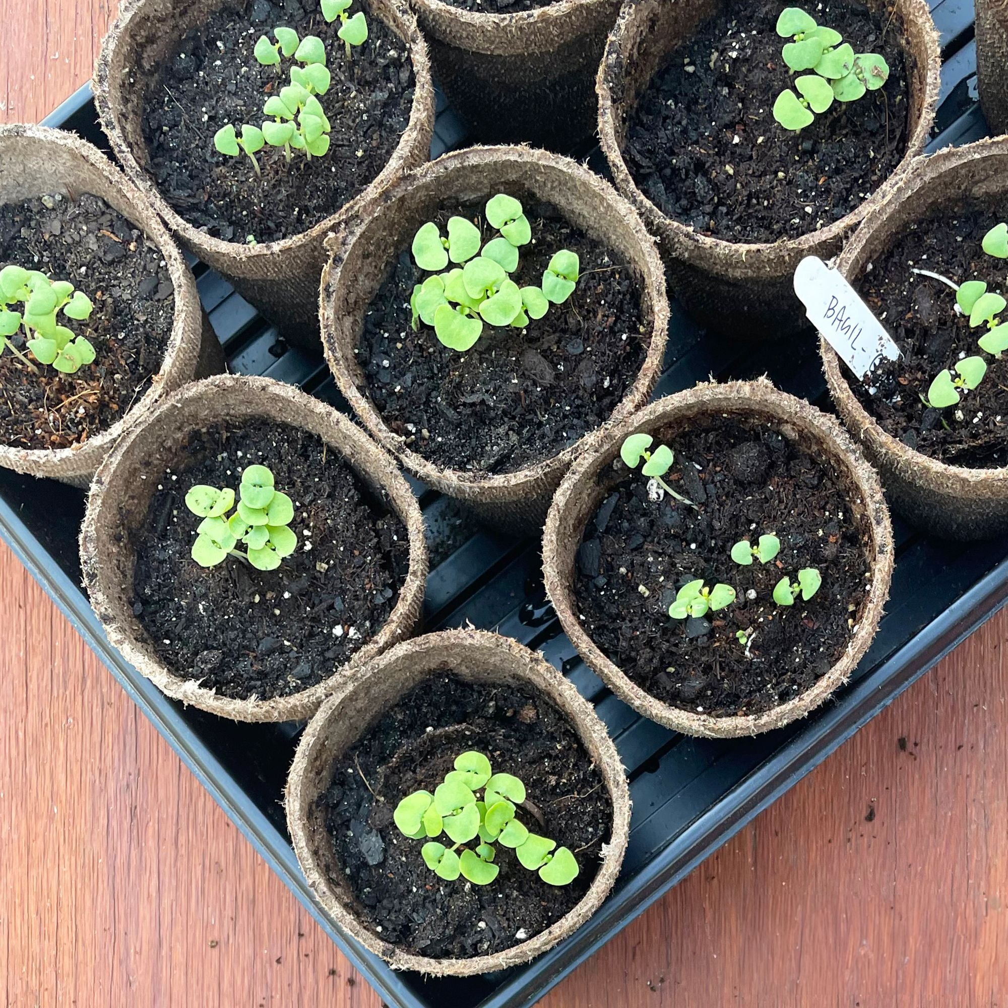 Jiffy LC-JP506 Seed-Starters - View #9