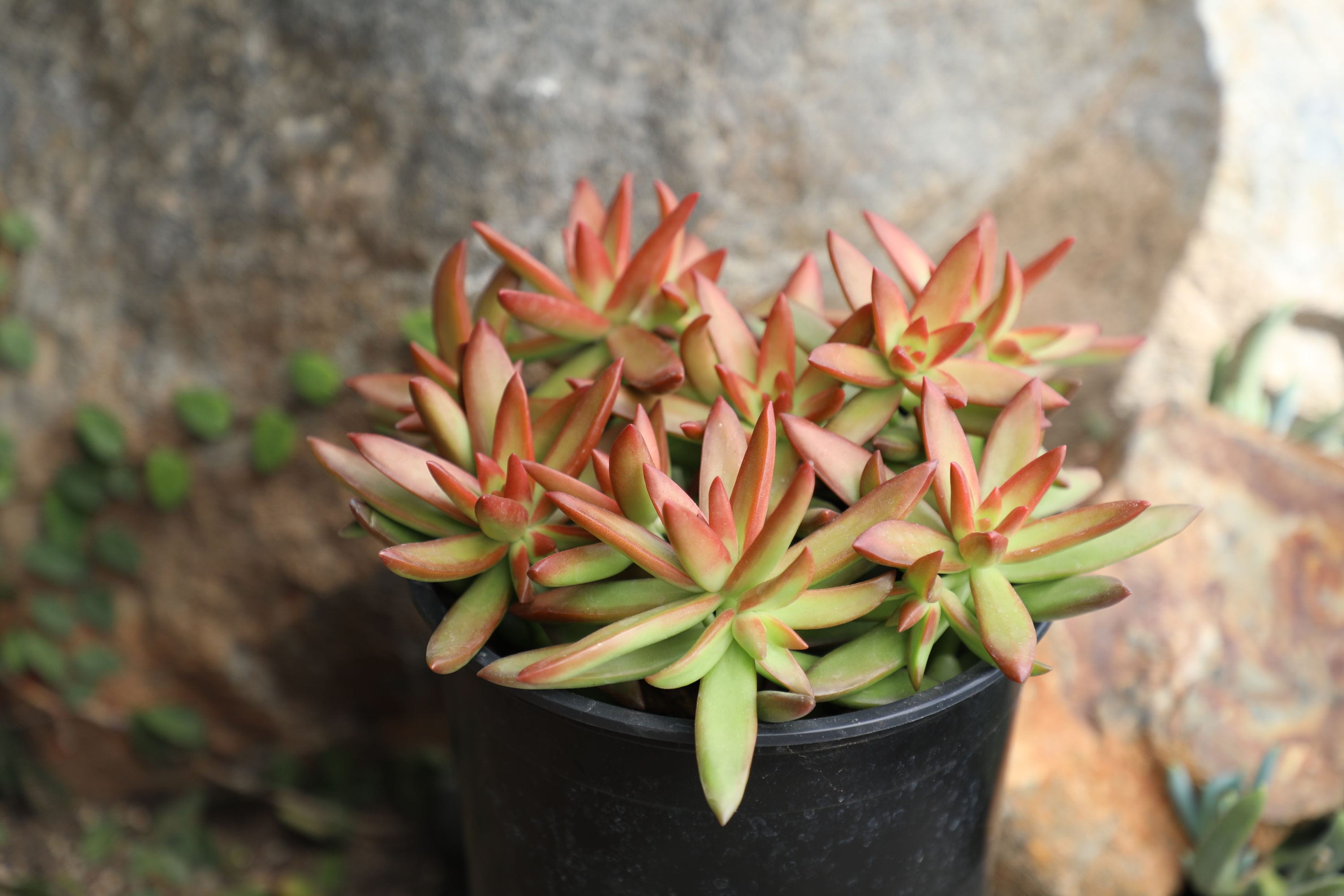 Altman Plants 0880077 Cacti-Succulents - View #8