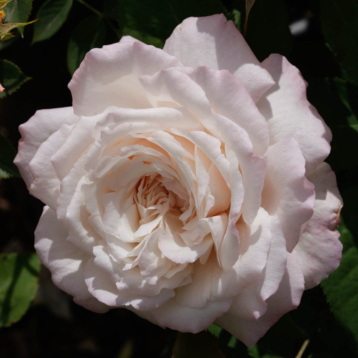 Spring Hill Nurseries 86296 roses - View #2