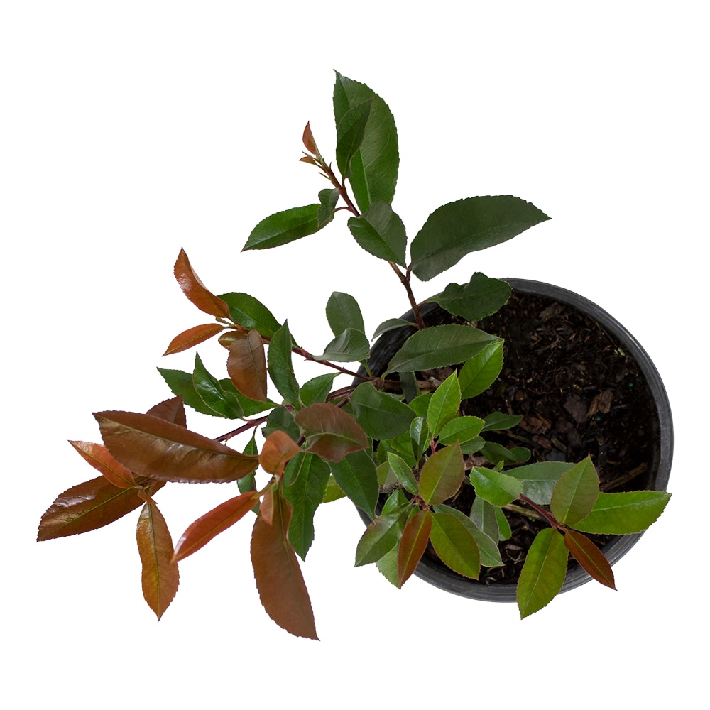 Altman Plants 0881295 shrubs - View #2