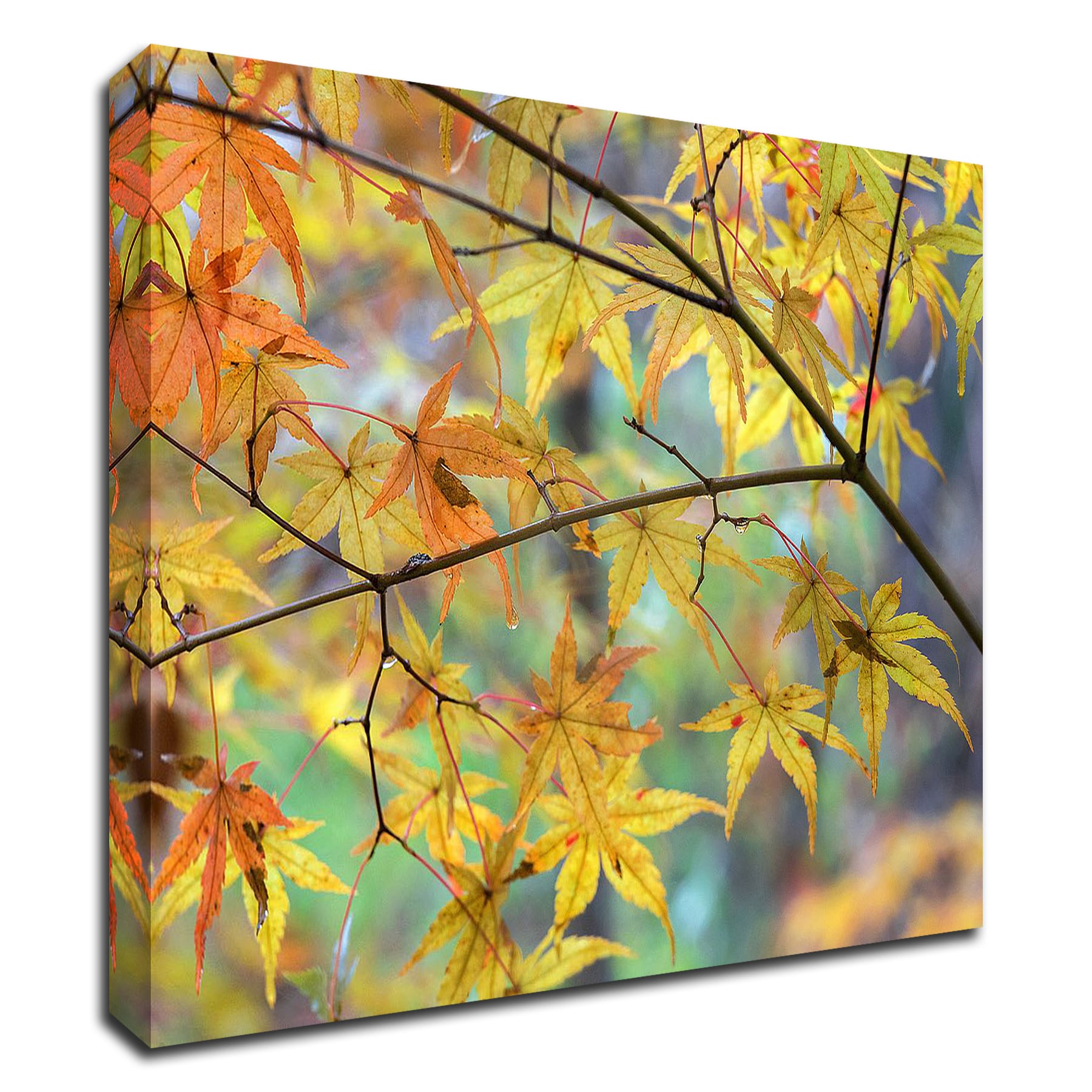 Tangletown Fine Art 8H1522DC-2721 Autumn Maples David Hammond 21-in H x 27-in W Photography Print on Canvas