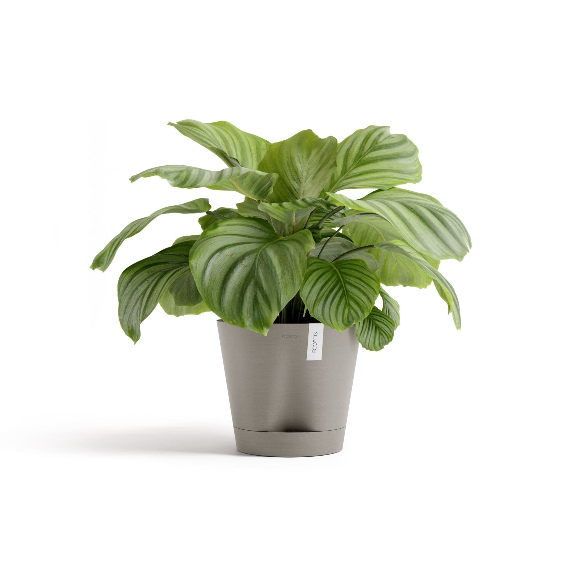 ECOPOTS 5413724329534 Planter-Window-Box - View #3
