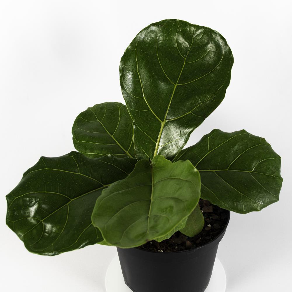 TropicalPlants.com ANCFIFIDDGRP06 6-in Fiddle Leaf Fig Tree in Plastic Pot