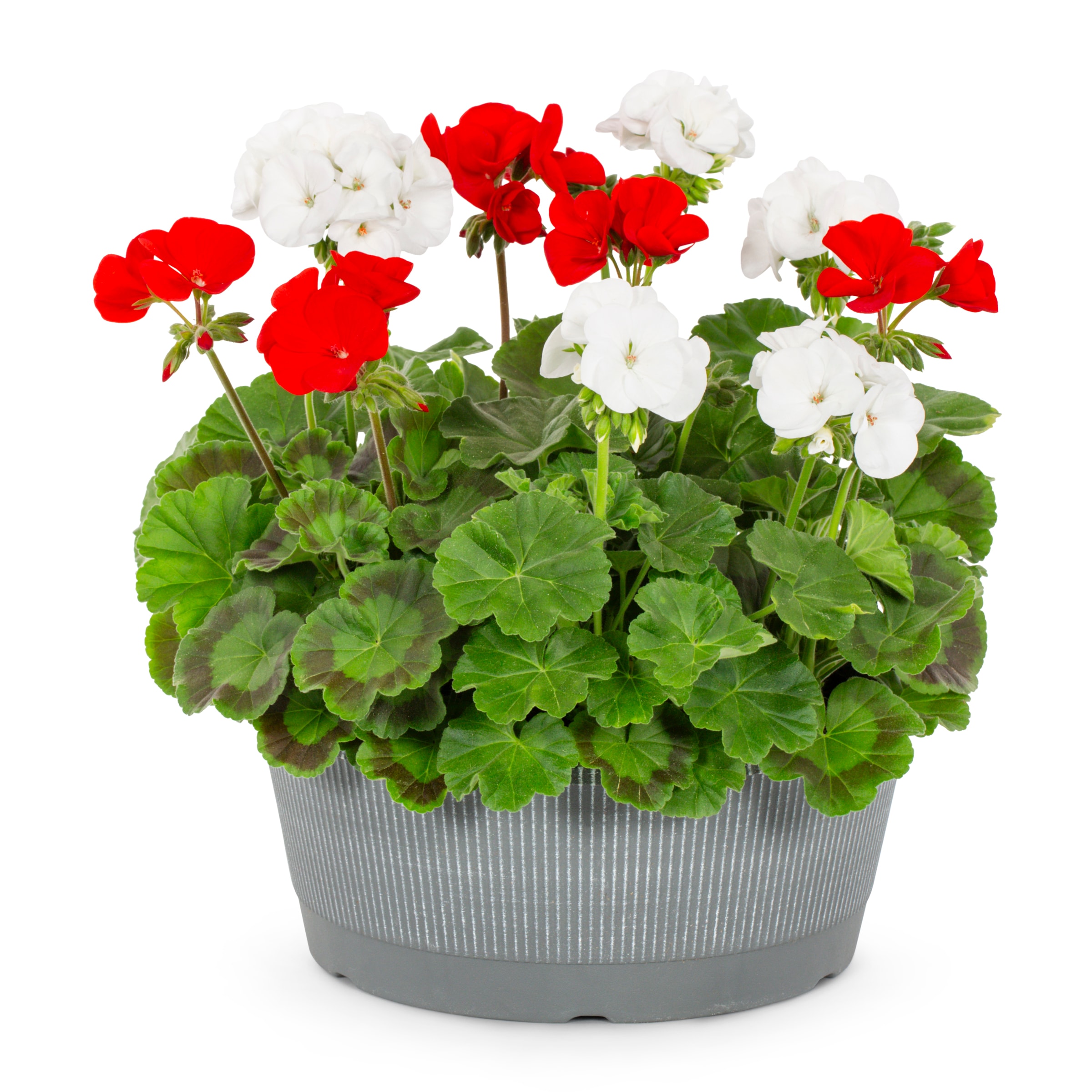 Metrolina Greenhouses 5050 Multicolor Geranium in 1 Gallon(s) Planter 1 -Pack