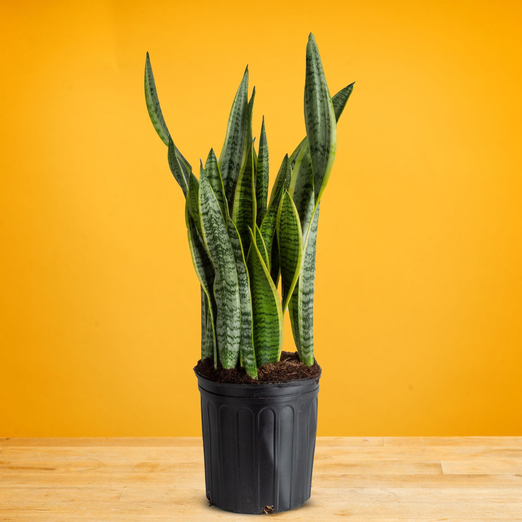 Lowe's 471437 hseplants - View #4